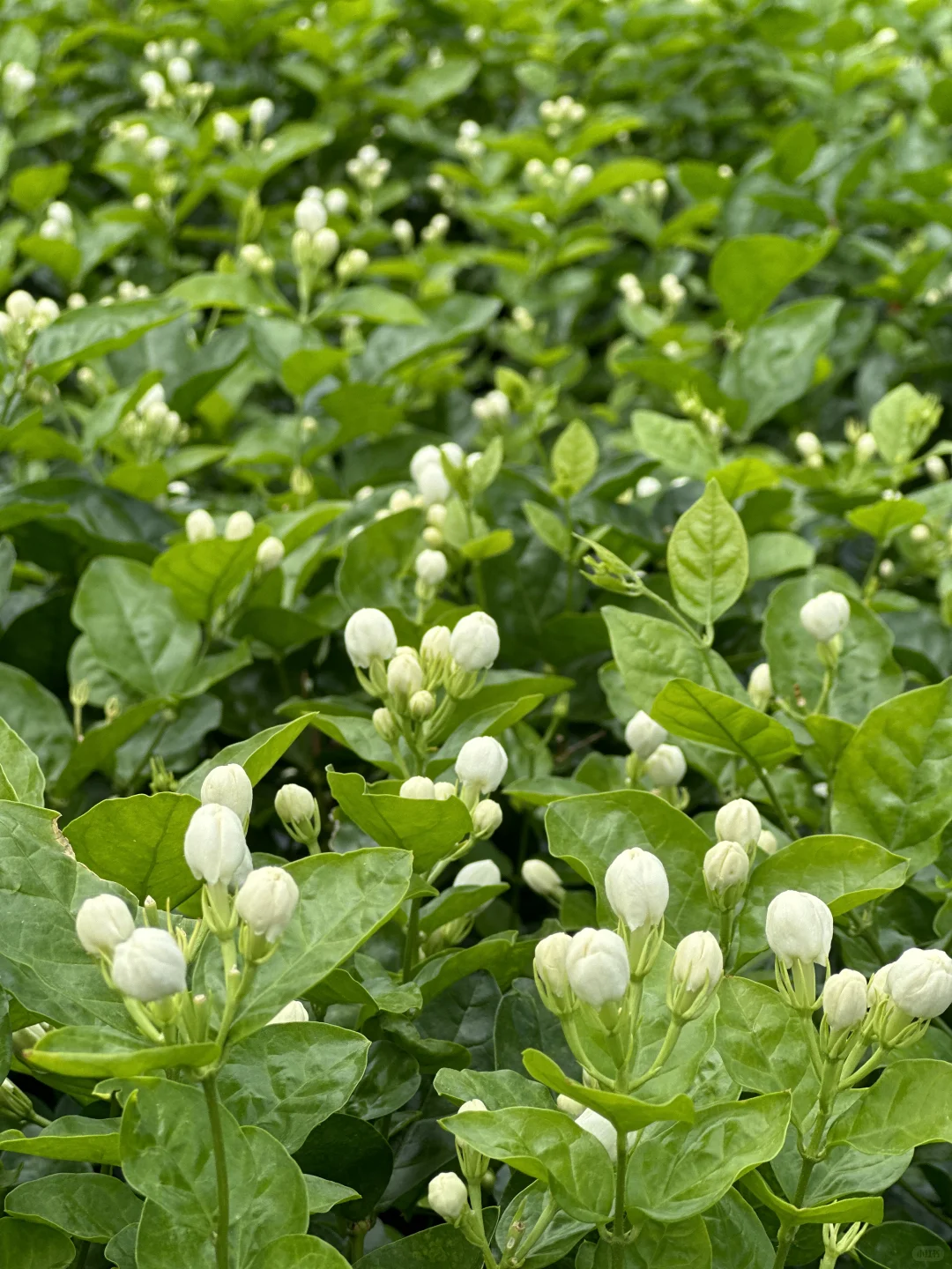 上春山，品第一口茉莉鲜?