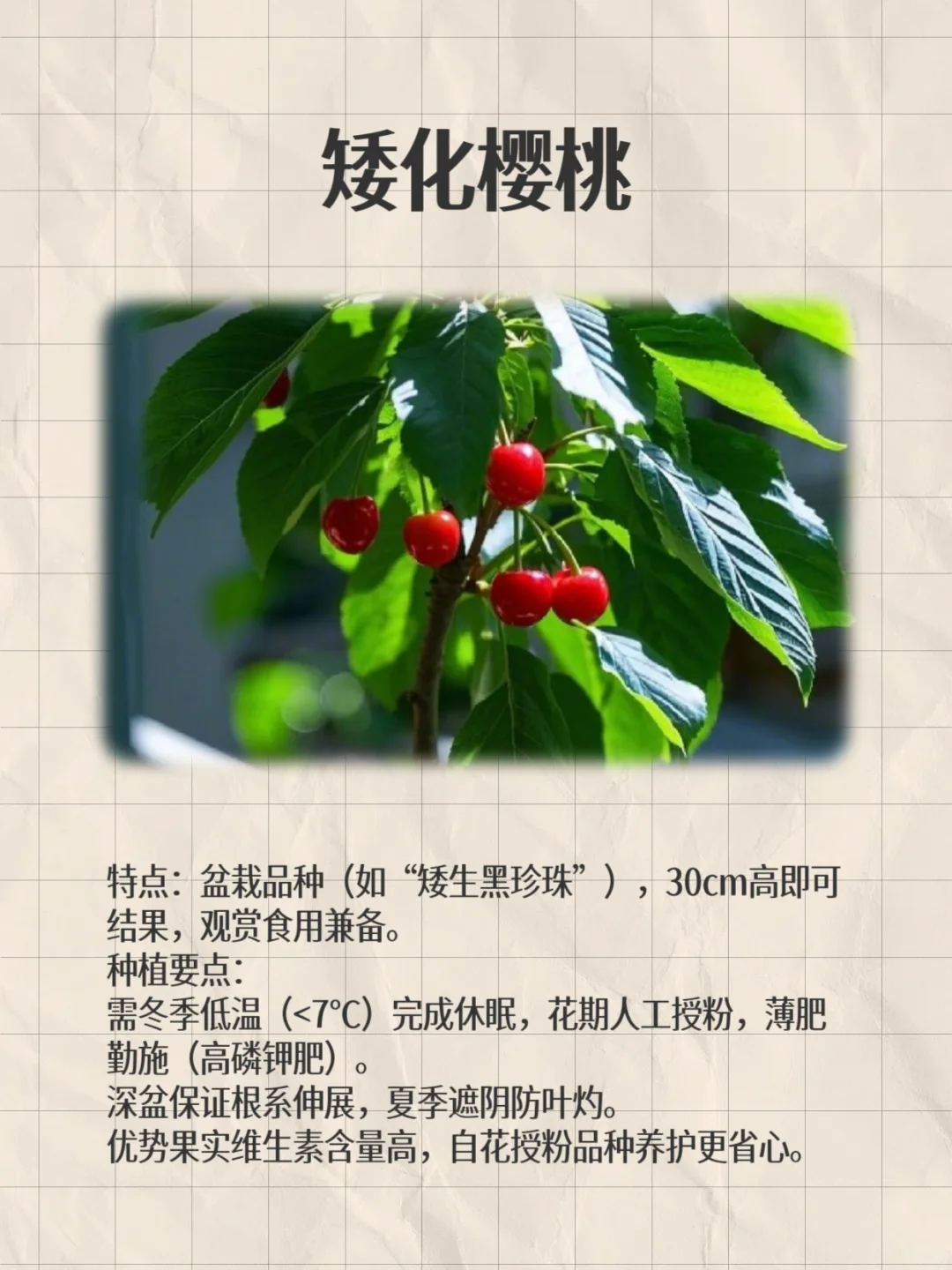 阳台这8种闭眼种都能爆果!