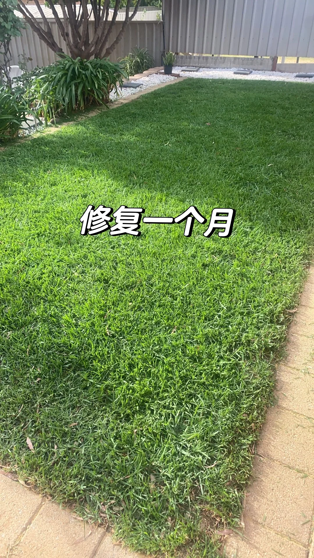 草坪“斑秃”怎么治?