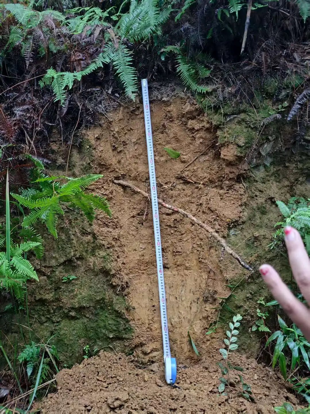 求助！这三个土壤剖面都能看到哪些土层呀