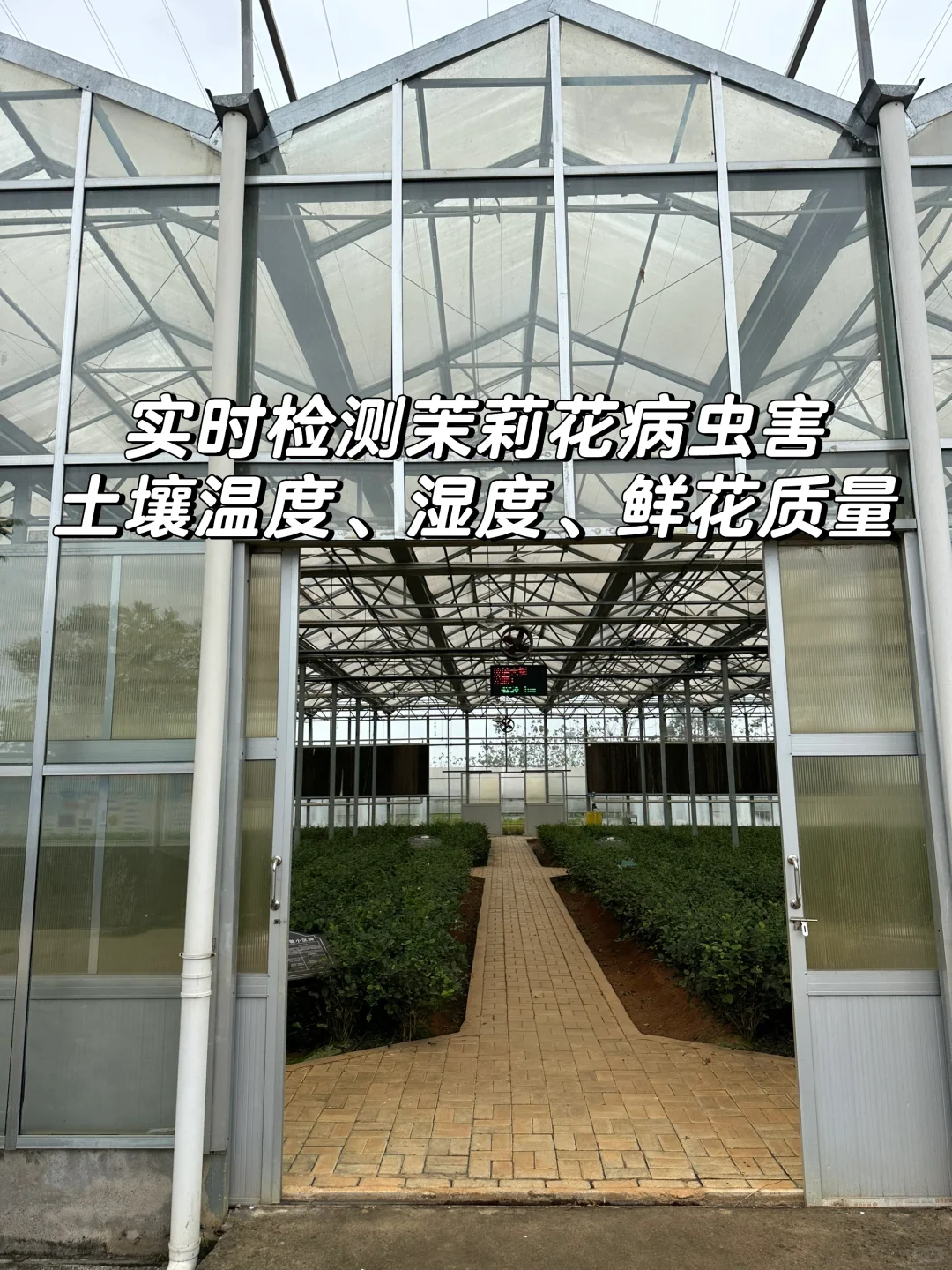 上春山，品第一口茉莉鲜?