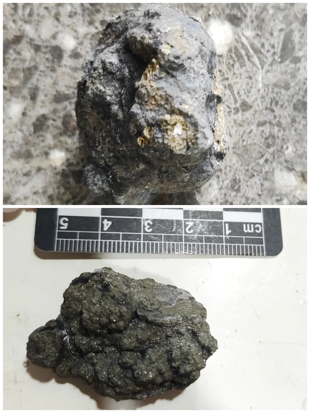 ?化石修复 | 见证古生物的“重生”