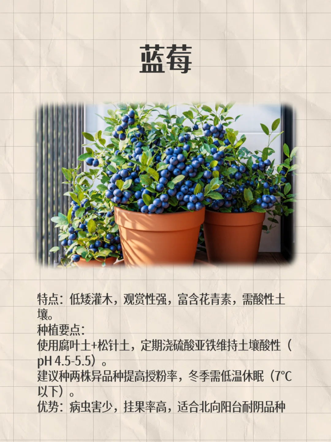 阳台这8种闭眼种都能爆果!