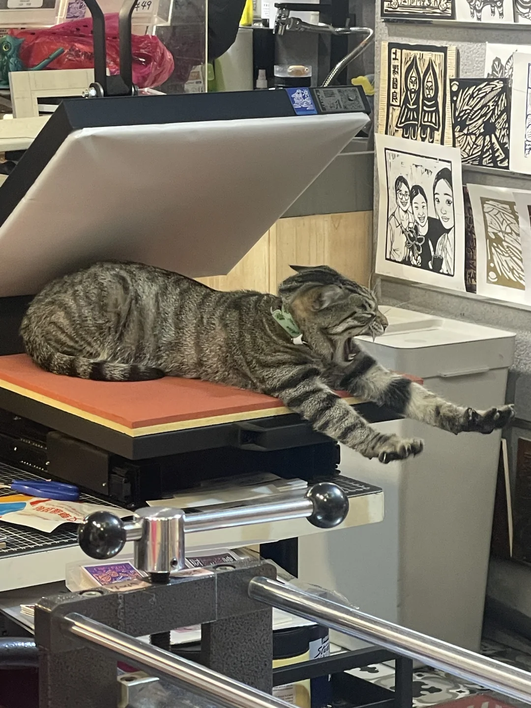 版画工作室里的猫咪鉴赏家?