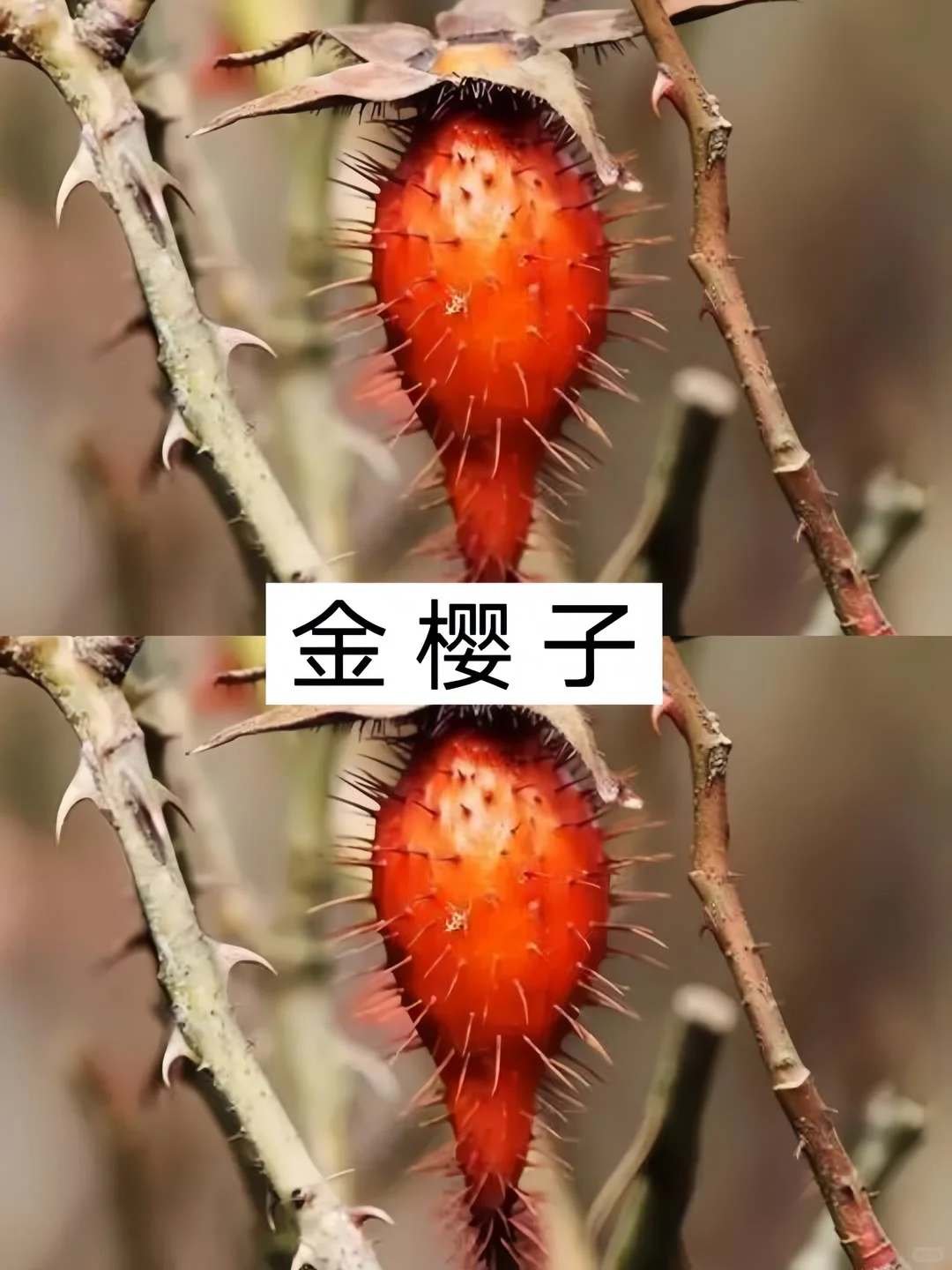 农村常见的十种水果，你不可能全部认识