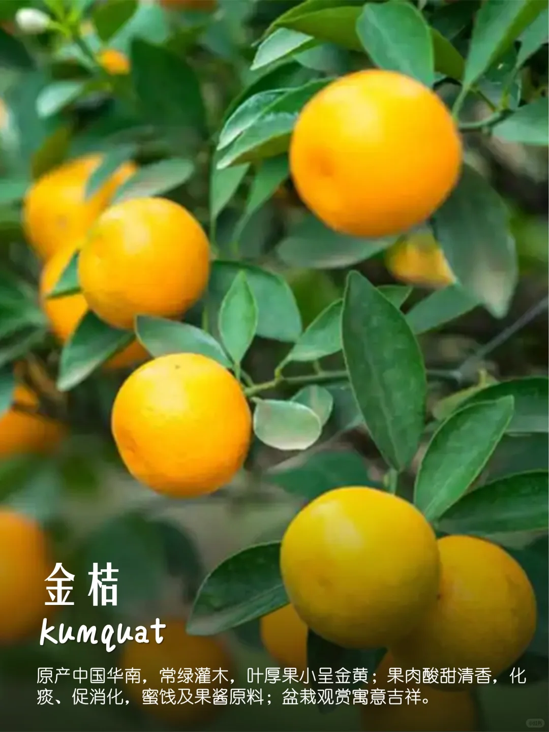 100种疗愈植物|香果篇(64-72)