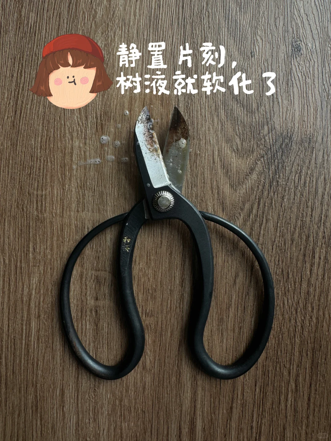 插花必备!拯救你的黑剪刀!