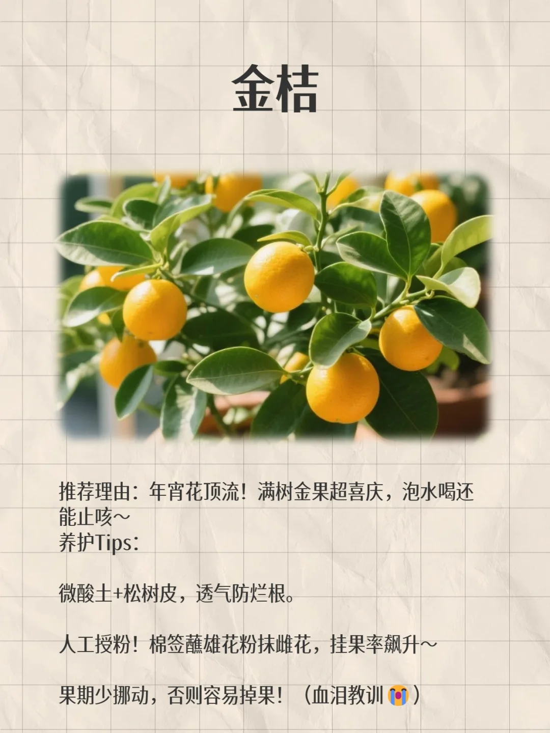 阳台变身小果园!款超适合阳台党的小众水果