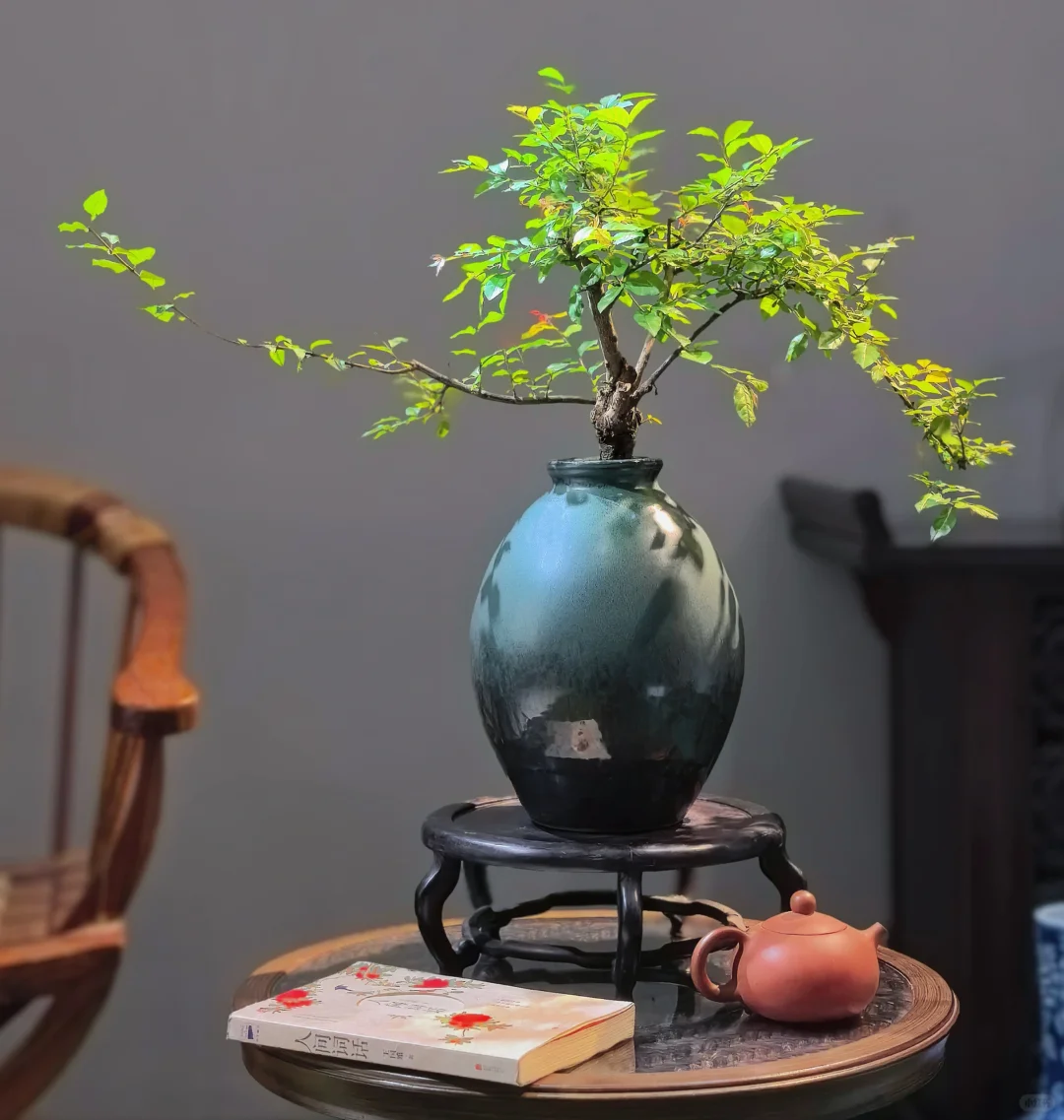 推荐几个提升茶室格调的绿植