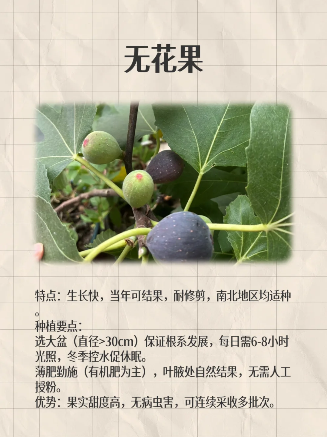 阳台这8种闭眼种都能爆果!