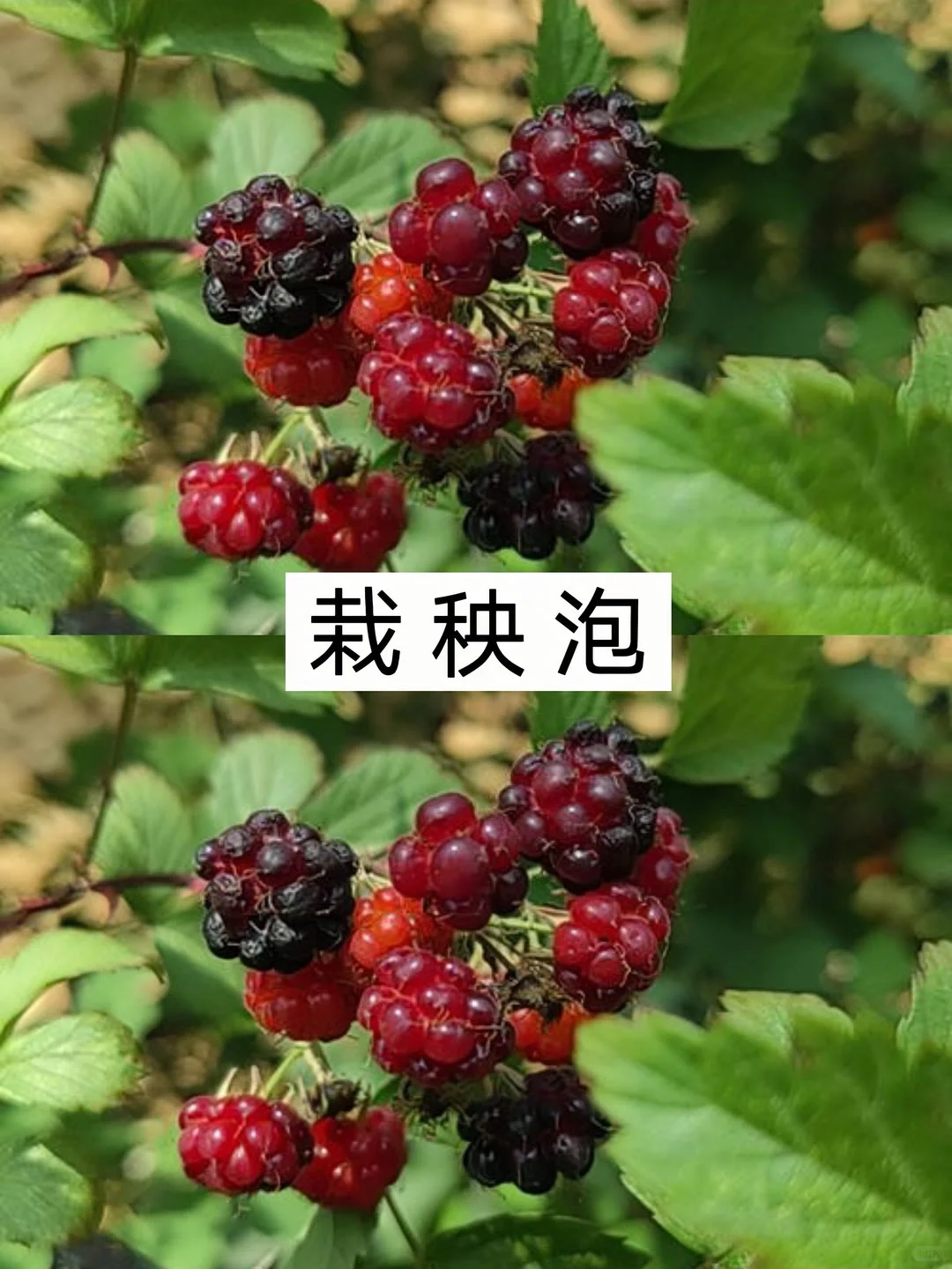 农村常见的十种水果，你不可能全部认识