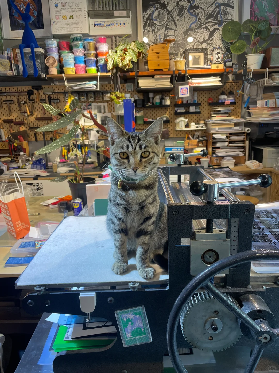 版画工作室里的猫咪鉴赏家?