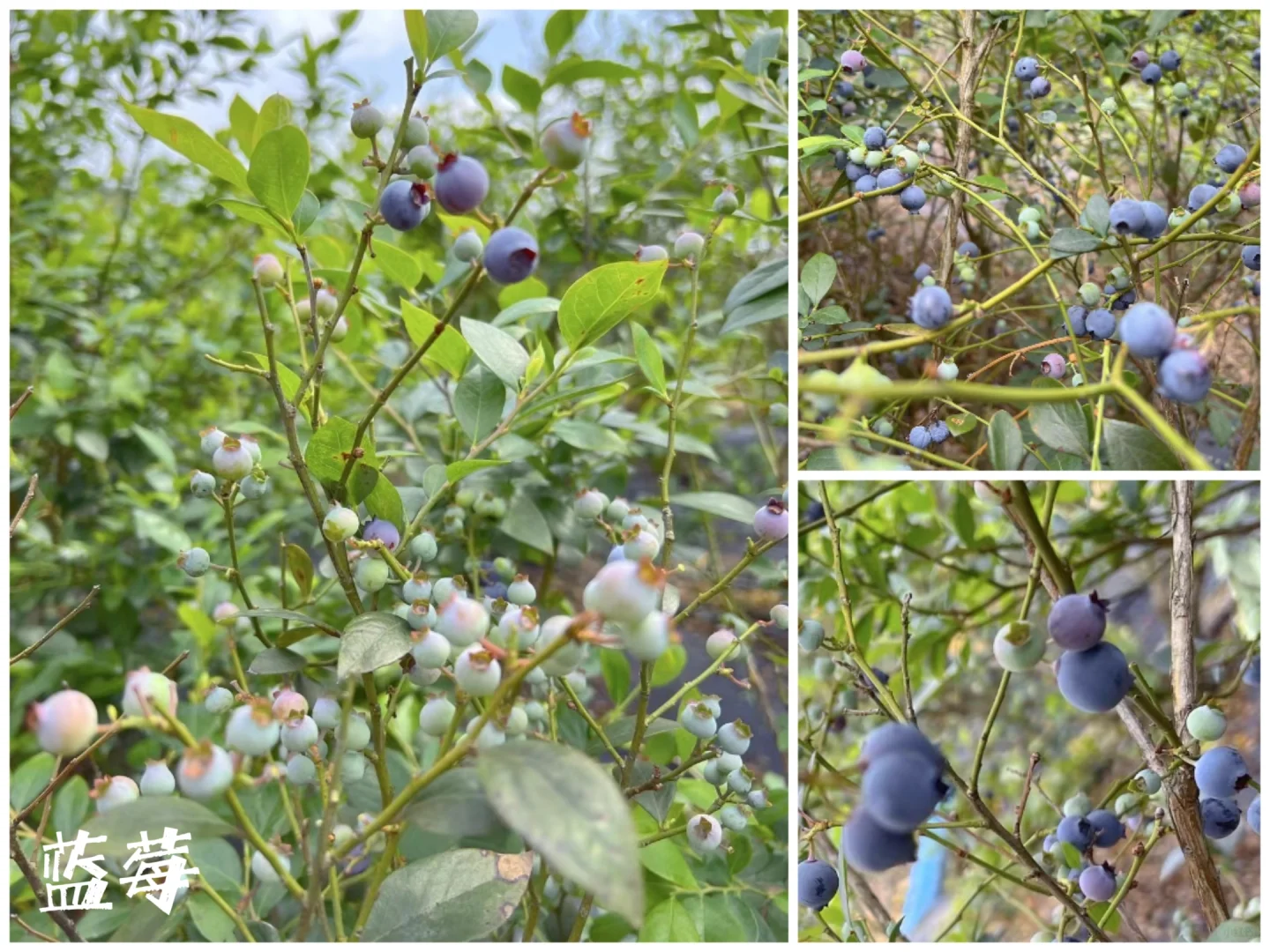 27种|岭南常见水果长成记