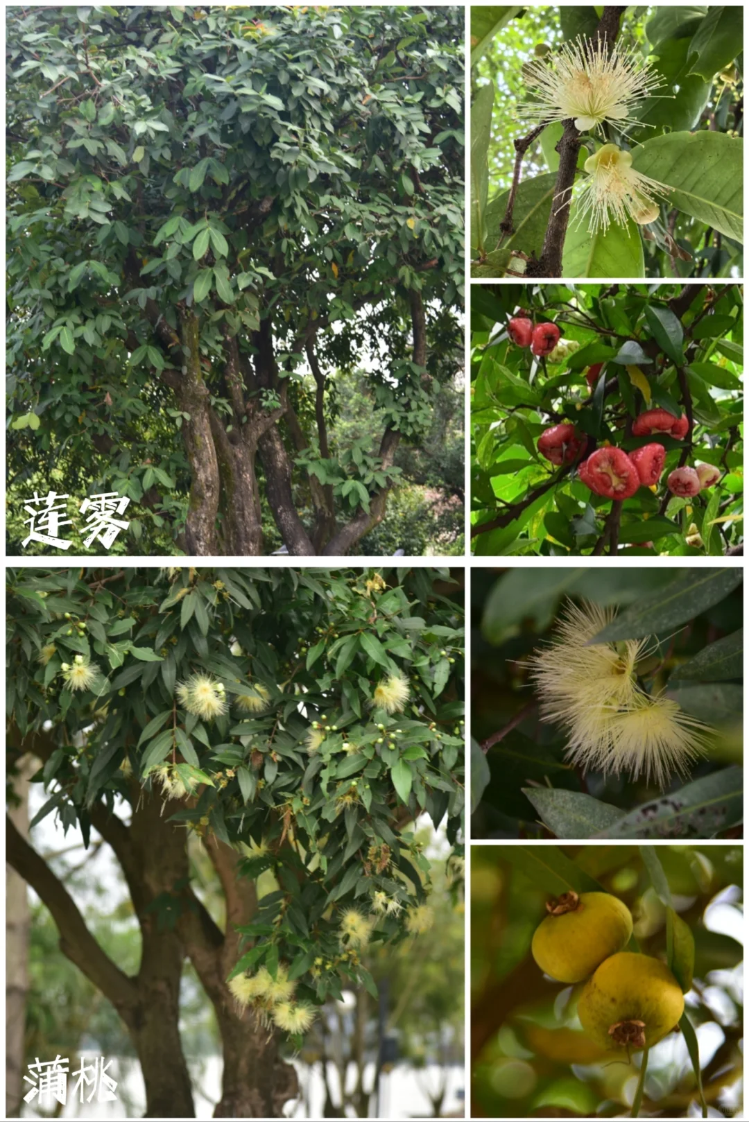 27种|岭南常见水果长成记