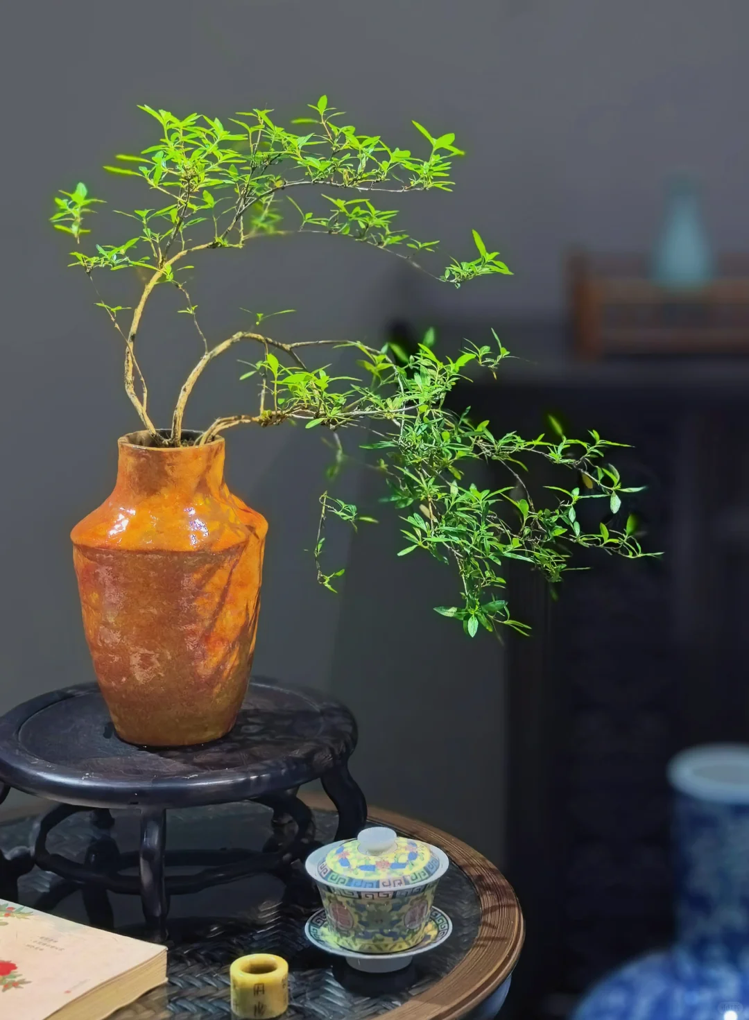 推荐几个提升茶室格调的绿植