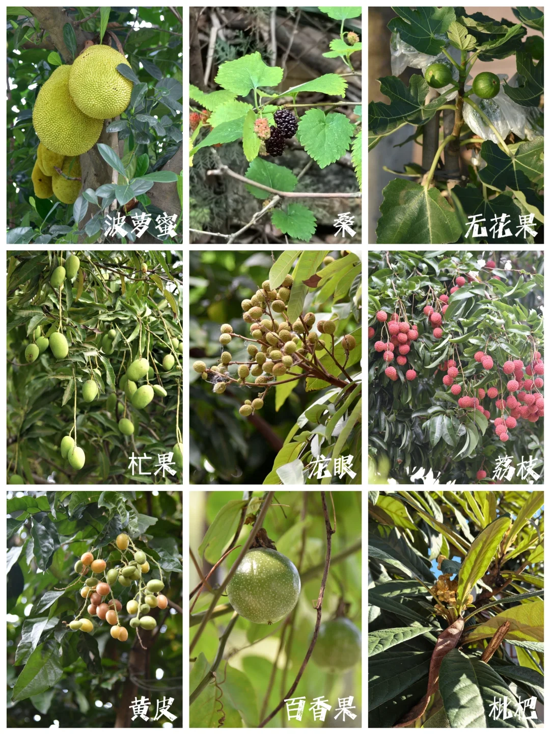 27种|岭南常见水果长成记