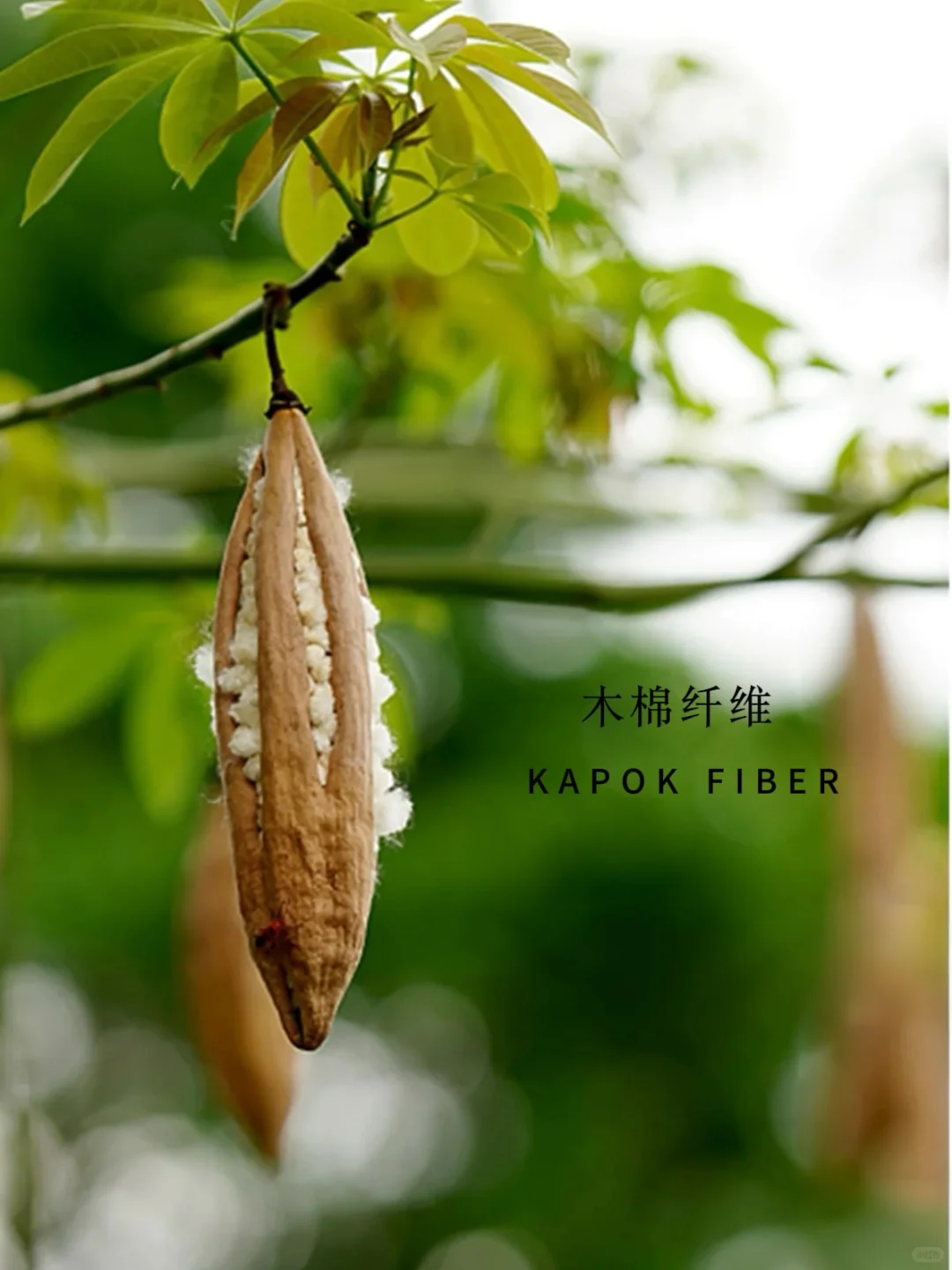 再生小课堂|长在树上的羊绒·木棉纤维