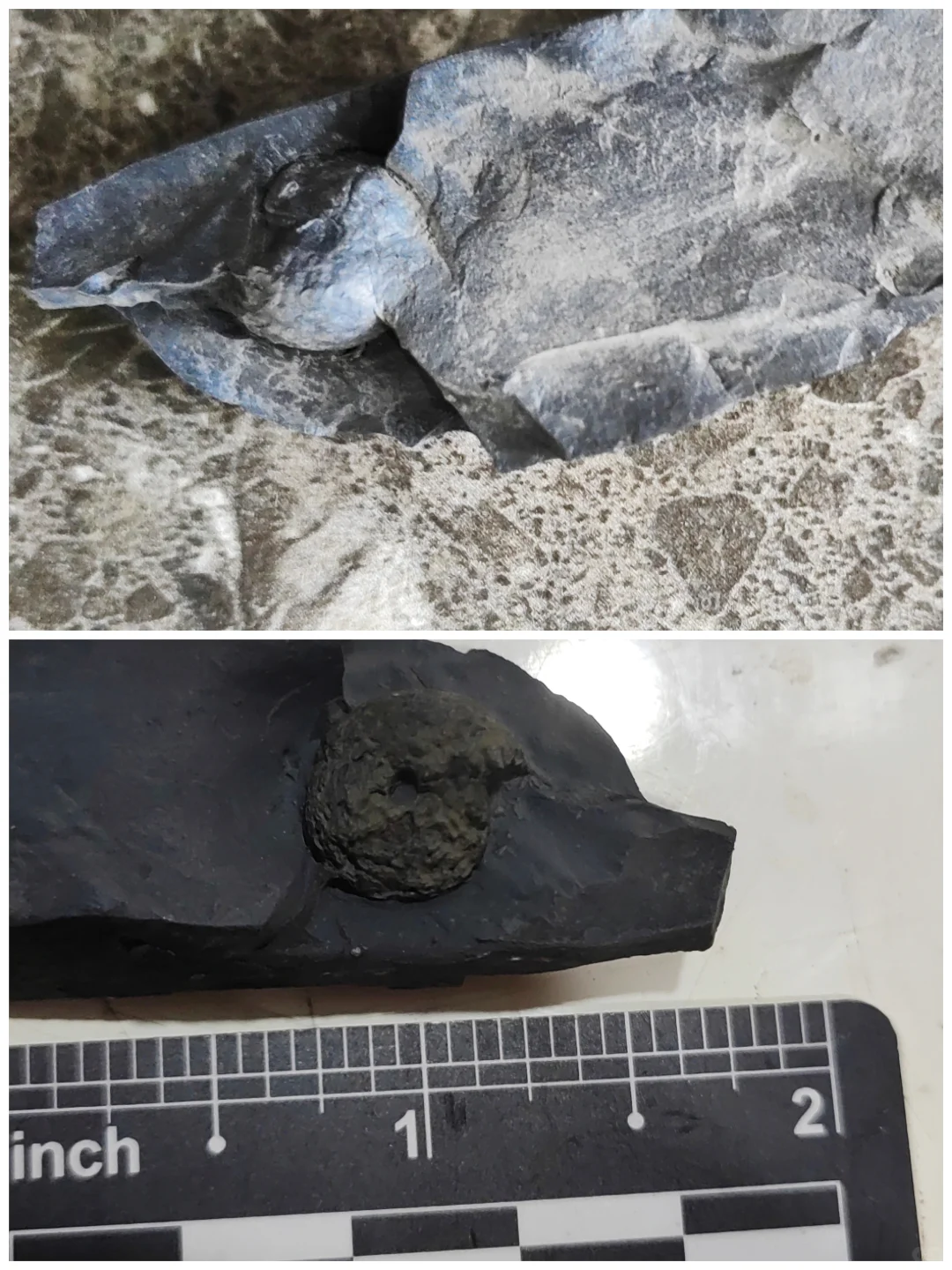 ?化石修复 | 见证古生物的“重生”