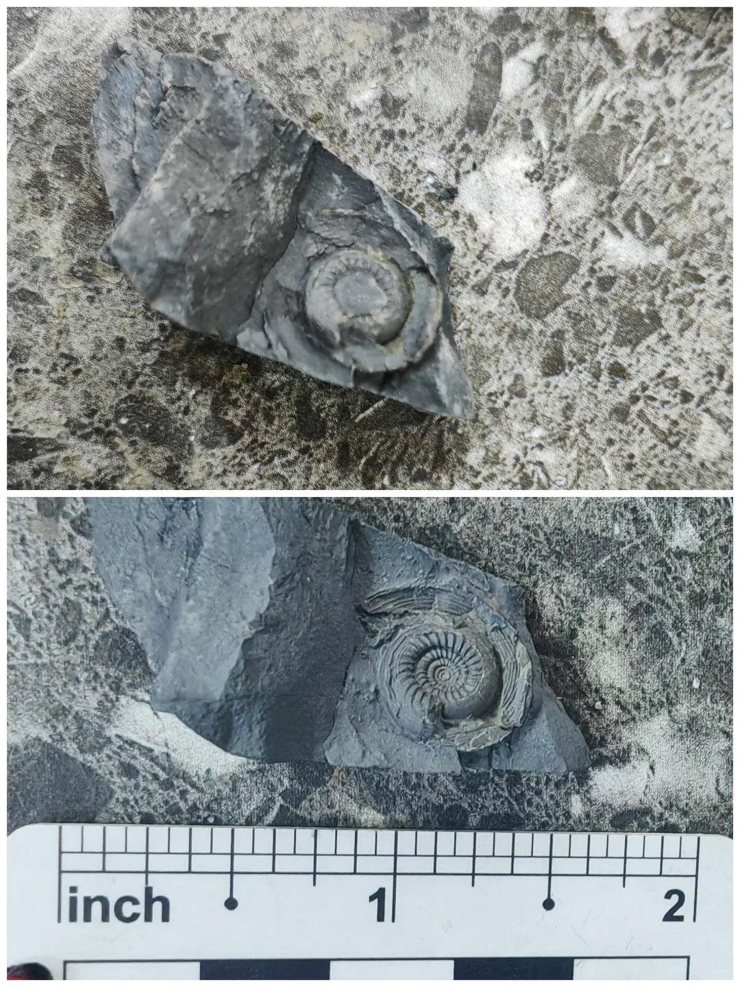 ?化石修复 | 见证古生物的“重生”