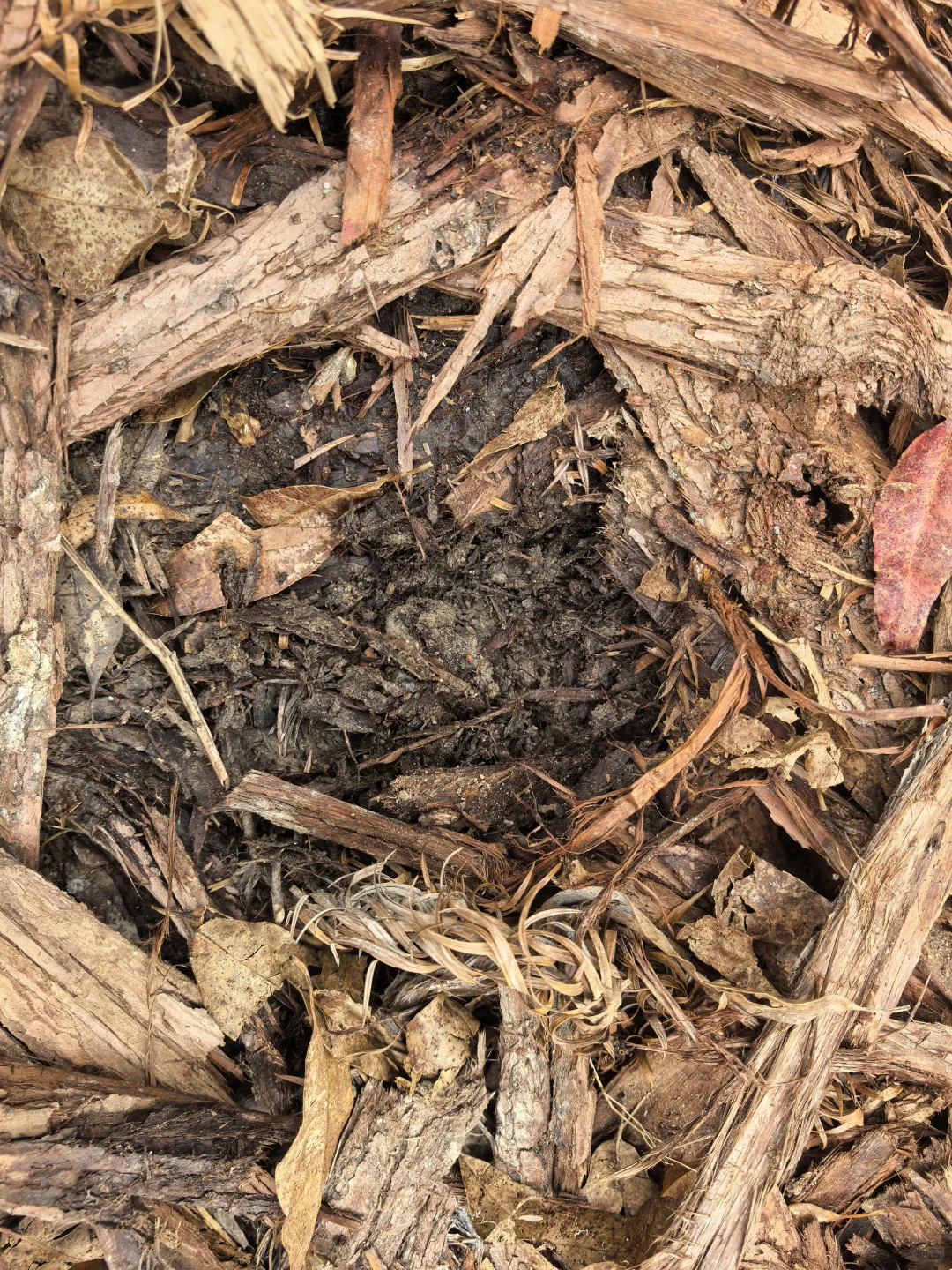 突然发现树皮才是最好的改土材料