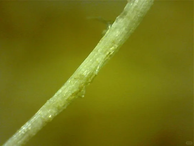 可持续丨来自蕉田的再生纤维