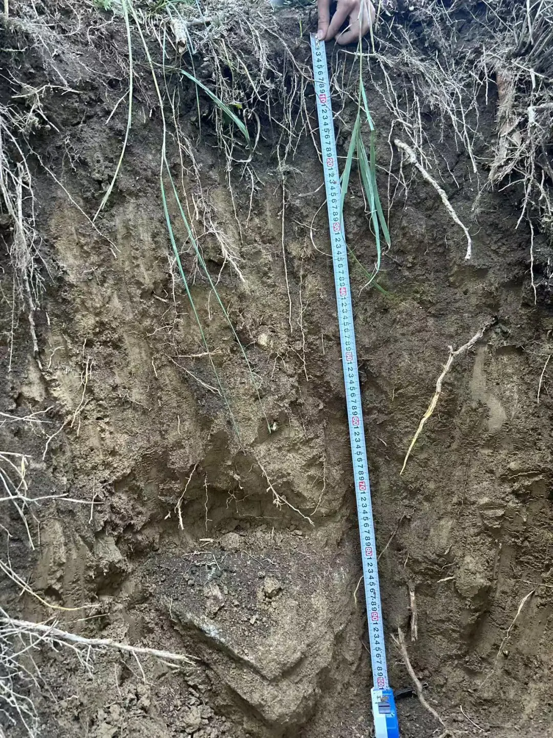 求助！这三个土壤剖面都能看到哪些土层呀