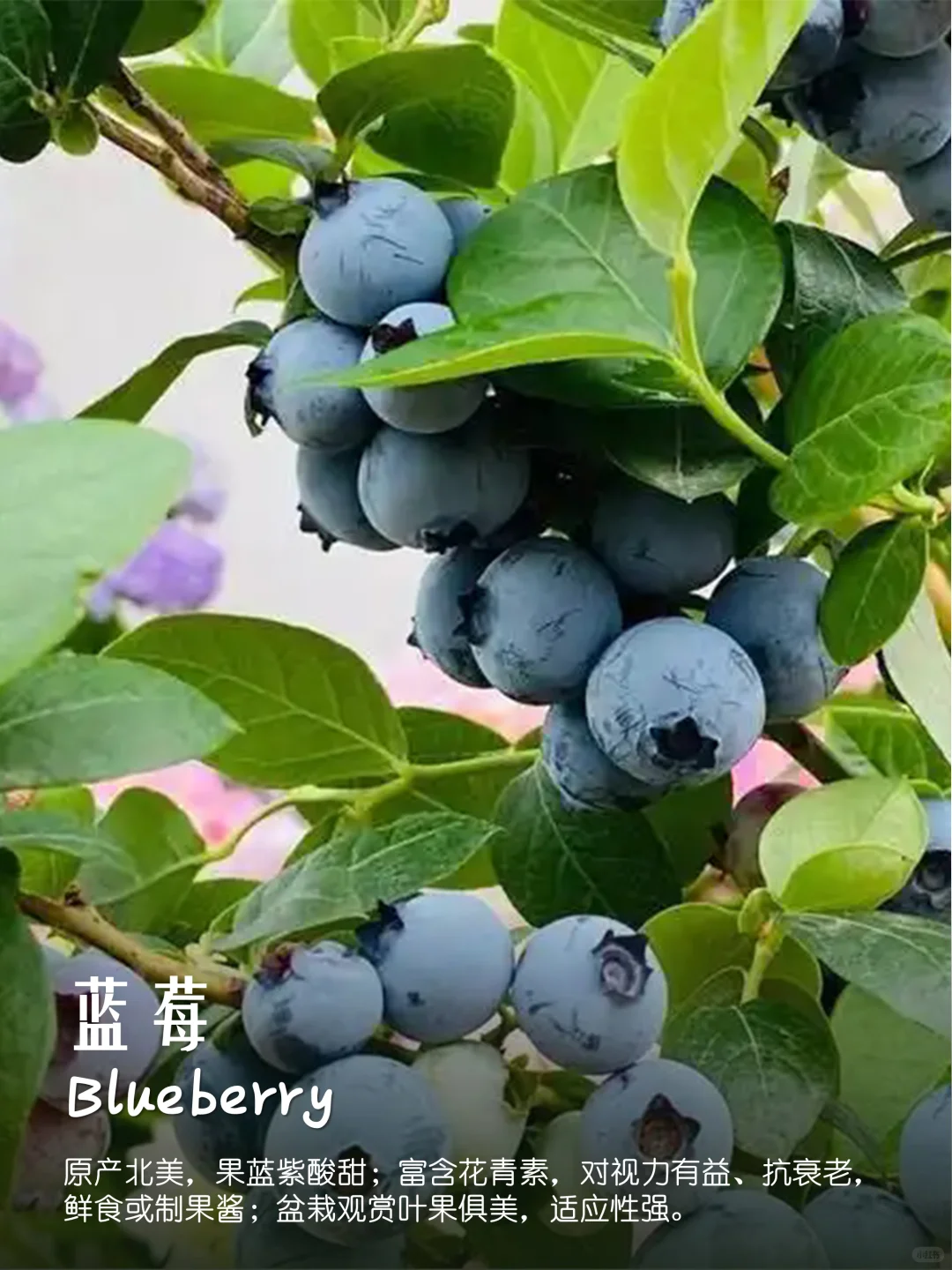 100种疗愈植物|香果篇(64-72)