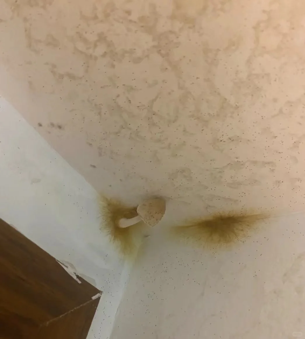 硅藻泥真的不能做么?话题