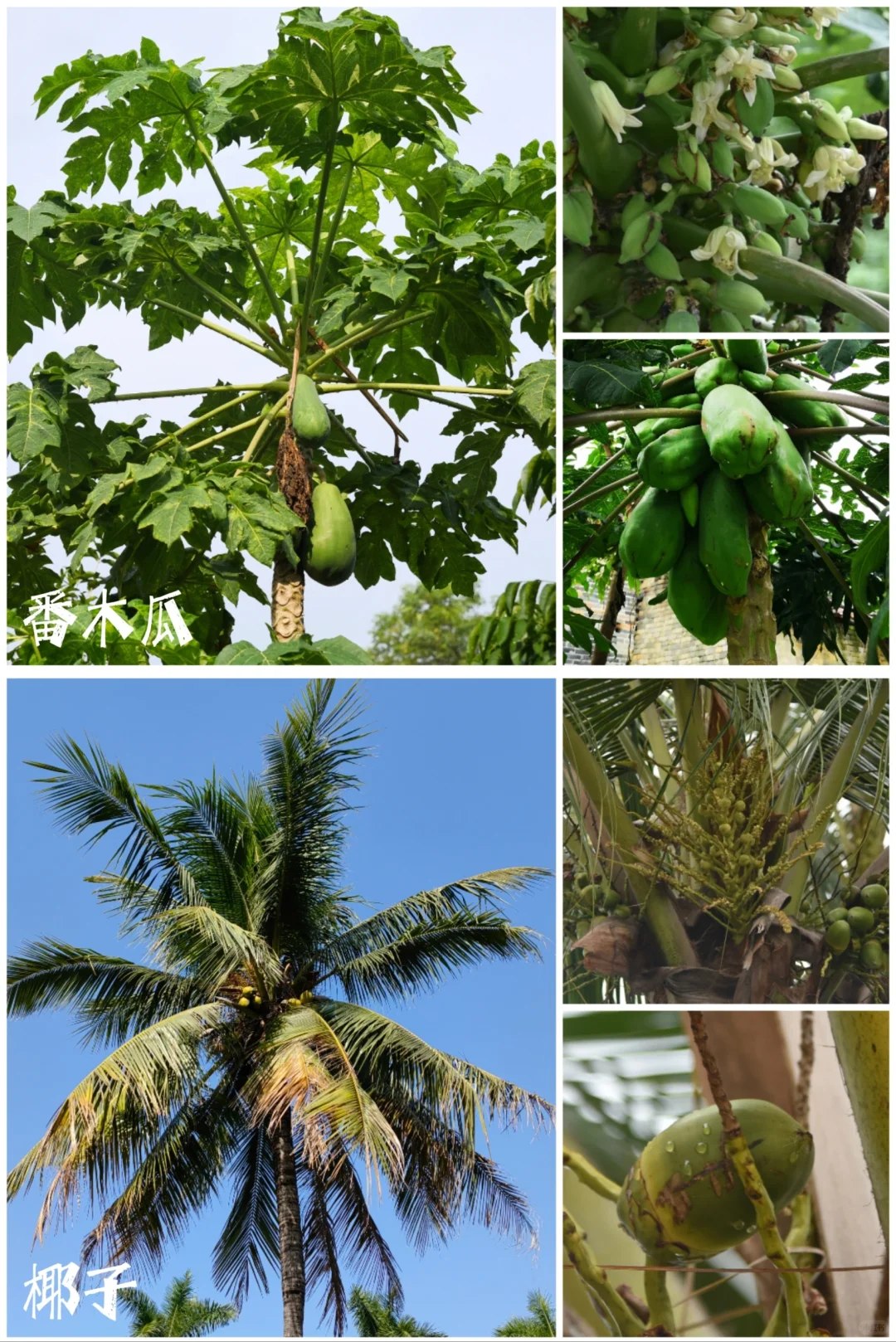 27种|岭南常见水果长成记