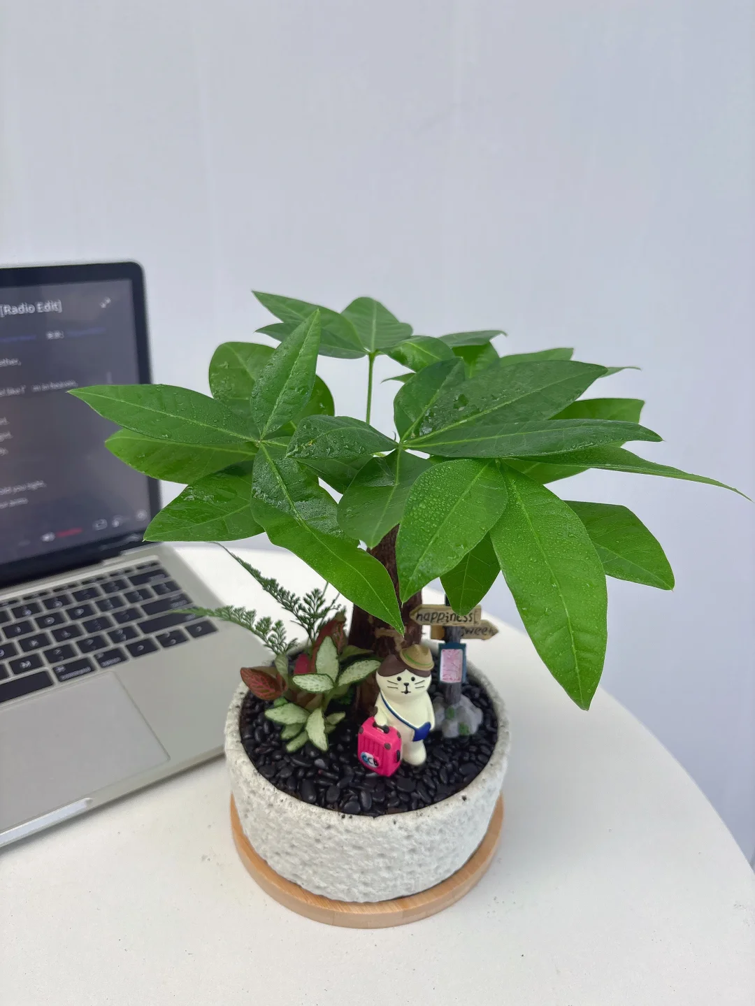 因为这个工位绿植?我不想下班了