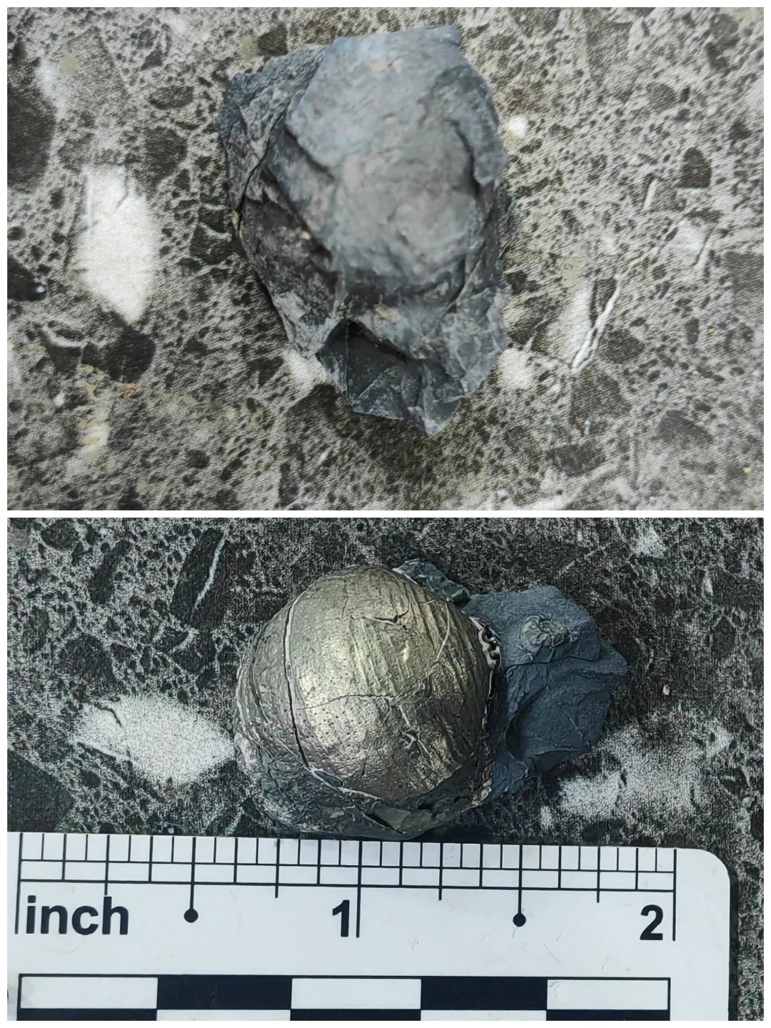 ?化石修复 | 见证古生物的“重生”