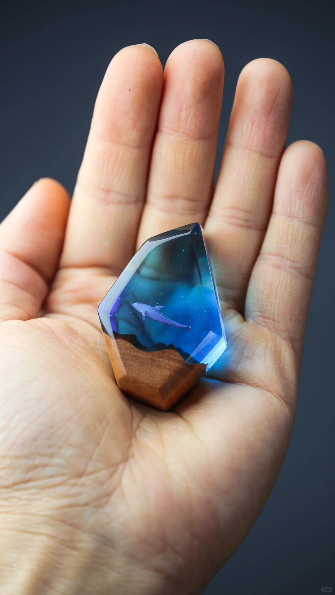 海洋之石封存一只海豚