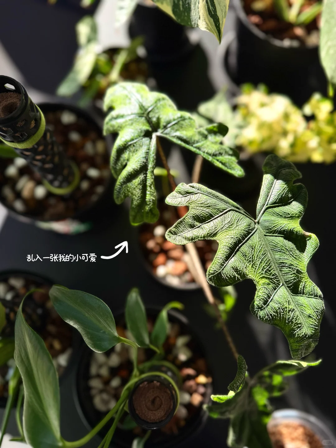 今日宜整理|家徒四“钢”之我爱的不锈钢银?