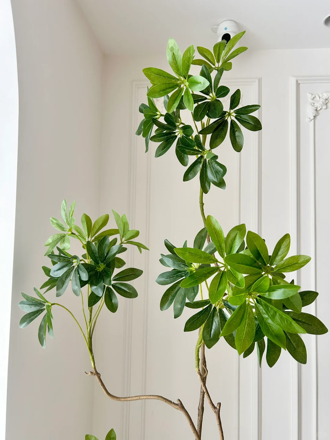 一盆百元绿植带来的氛围感yyds??