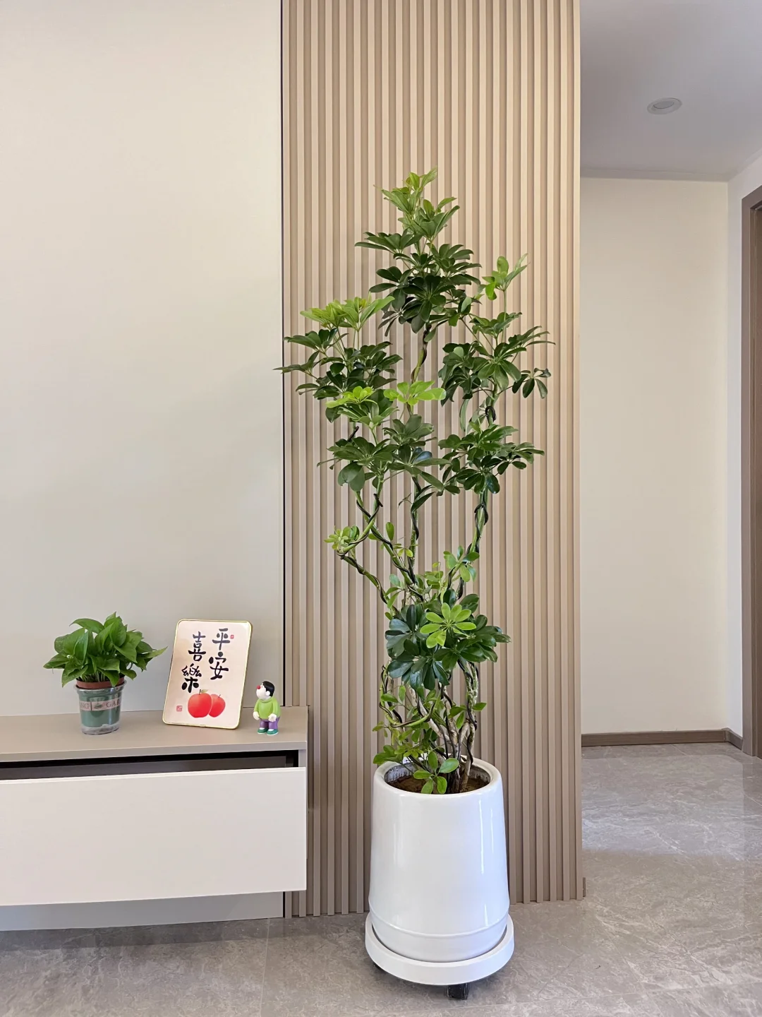 我也有鸭脚木啦