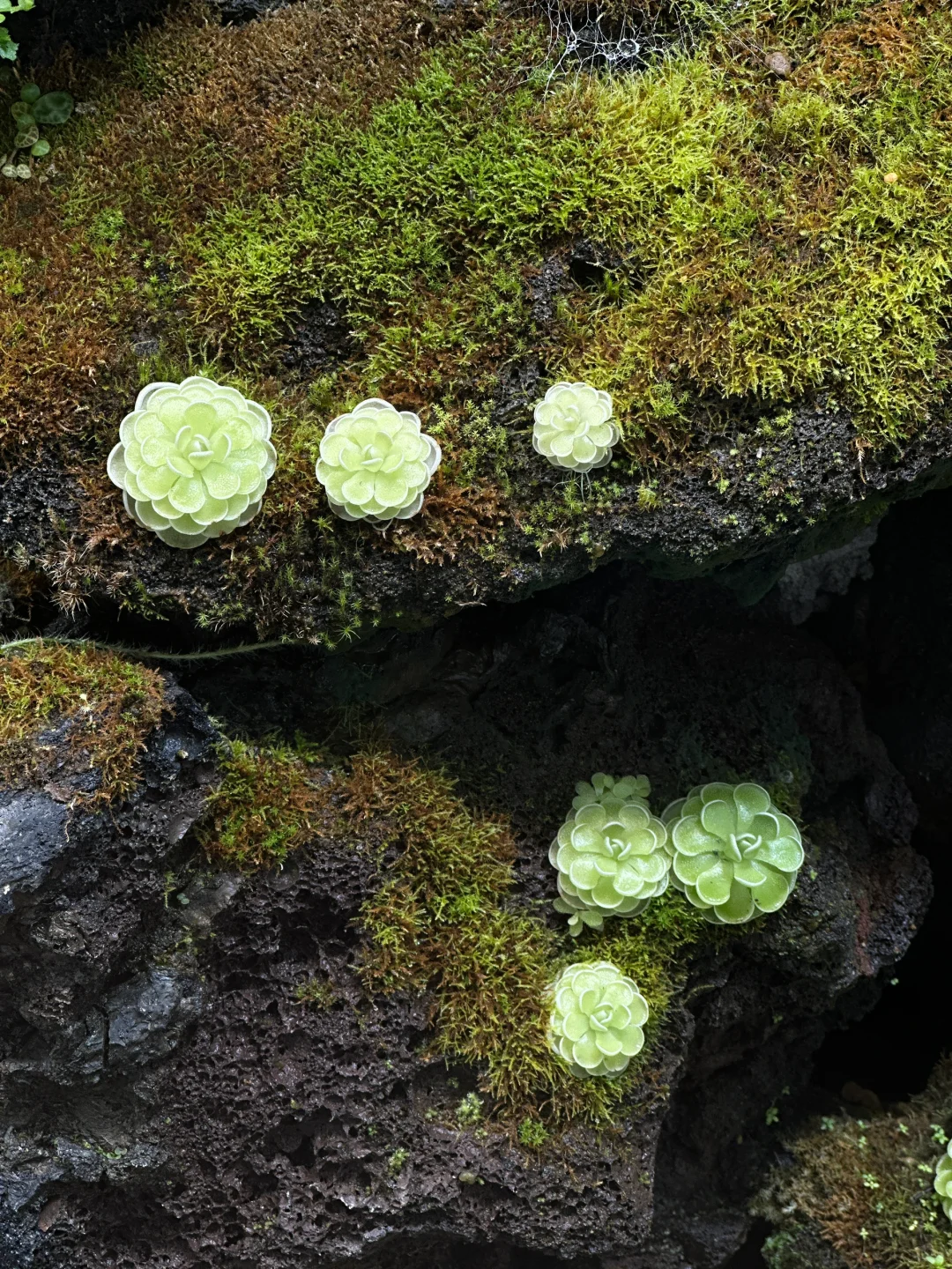 大自然是天生的刺绣师?