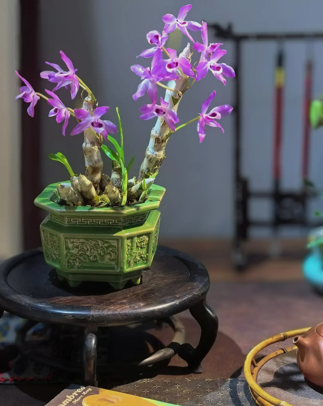 推荐几个提升茶室格调的绿植