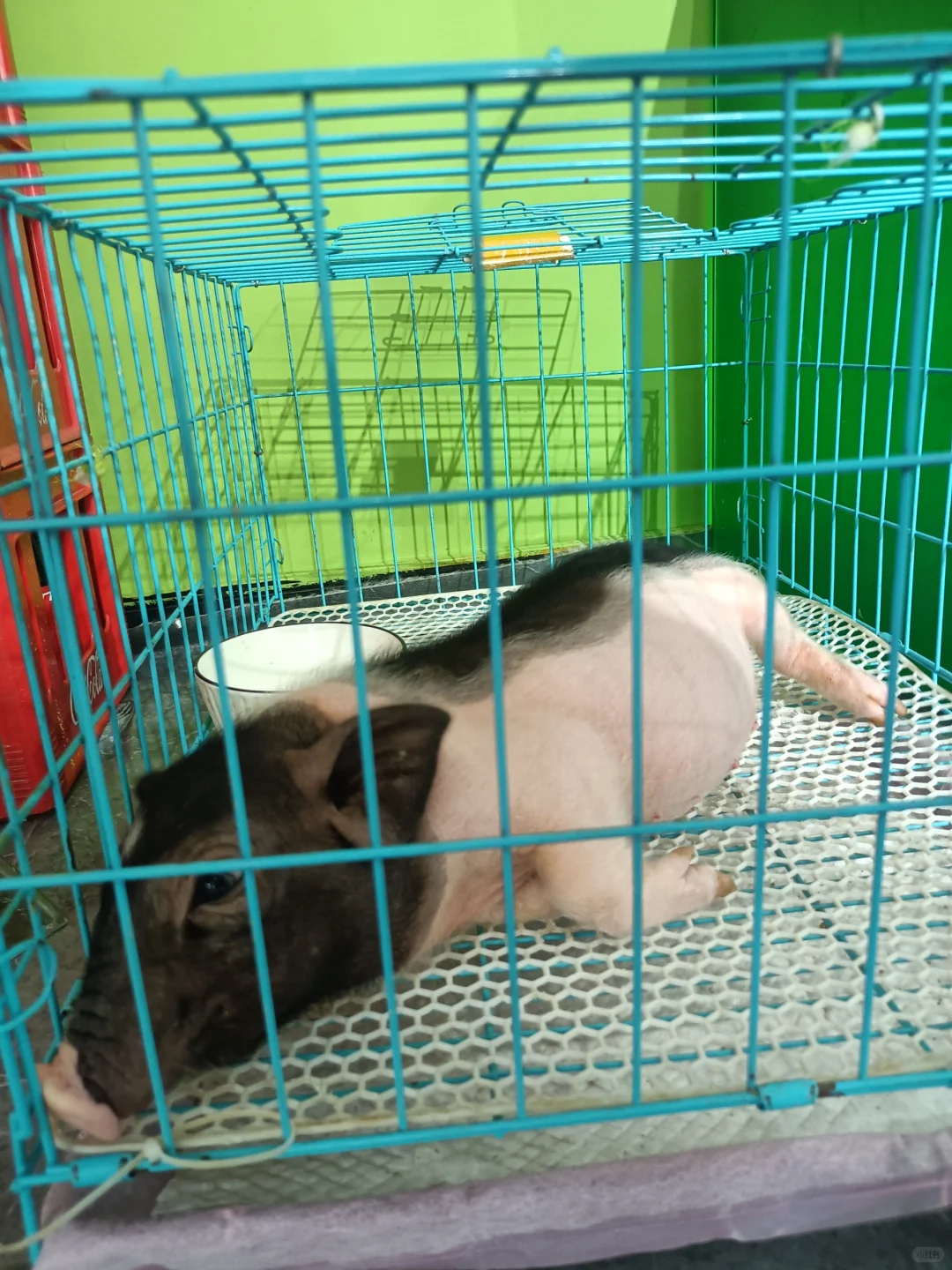 南京超值超便宜陶艺店!可撸猫撸小猪