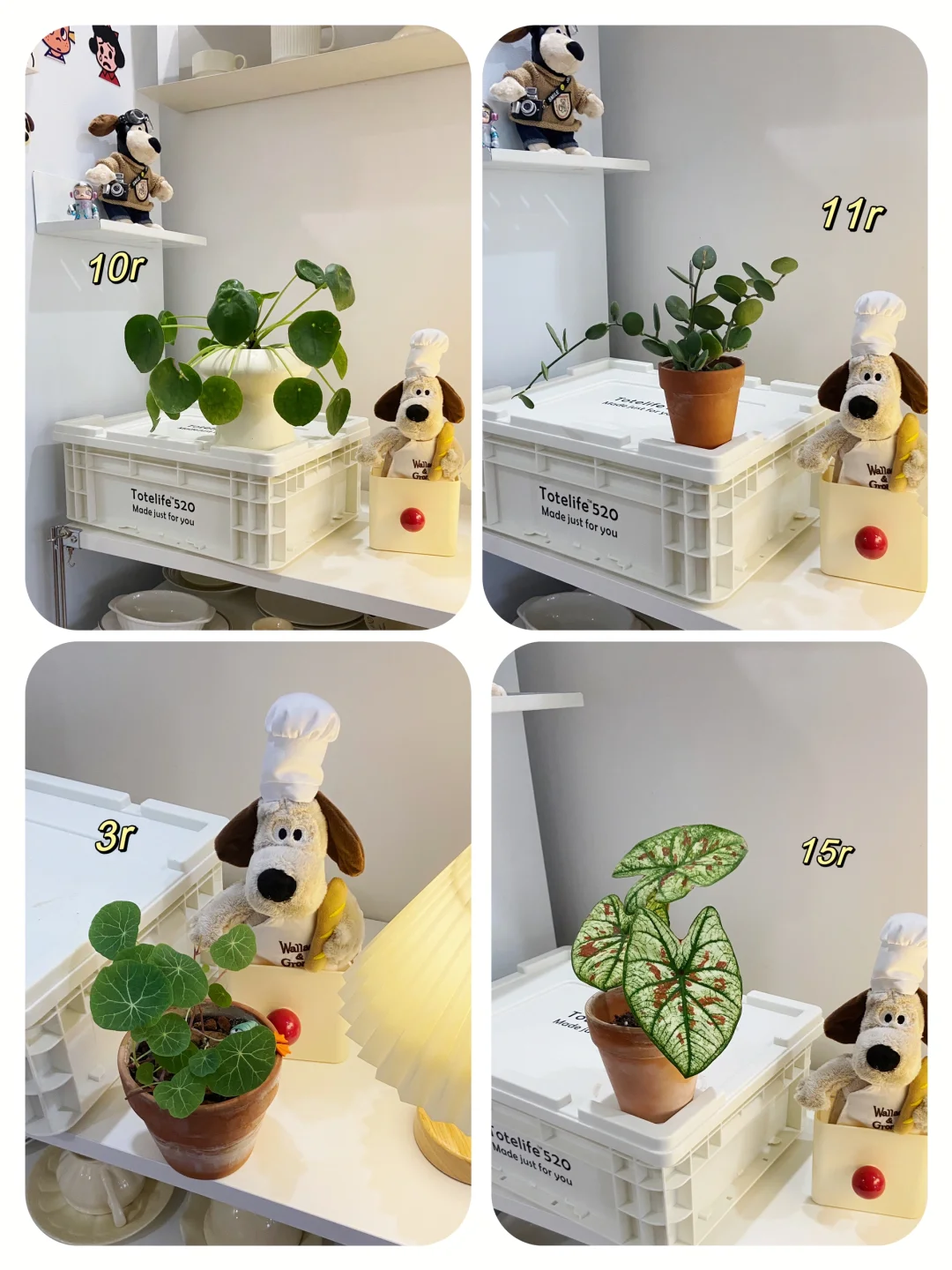 低至8.8?|平价高颜值奶油花盆花瓶合集4