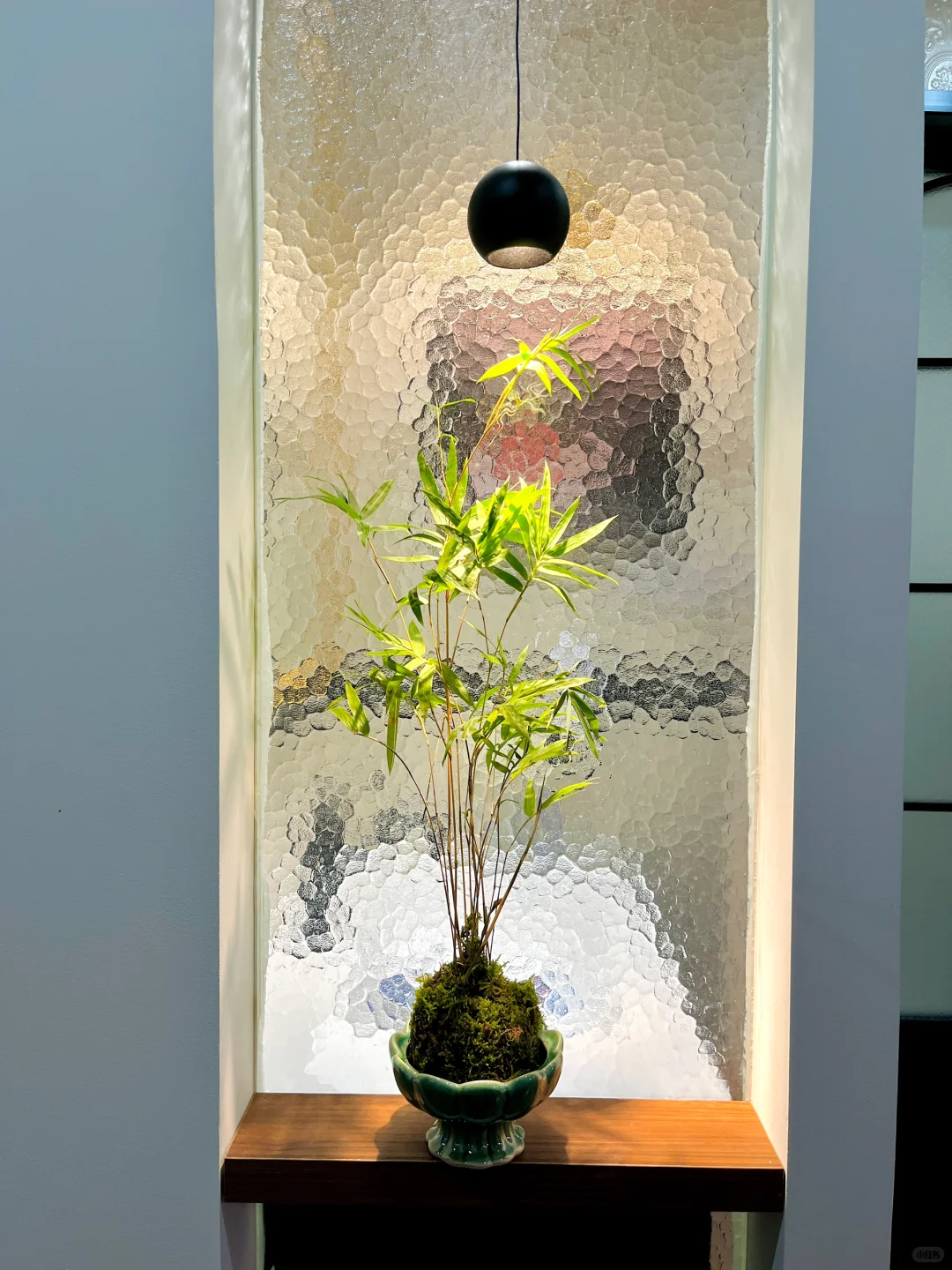 终于找到适合这个角落的绿植了?