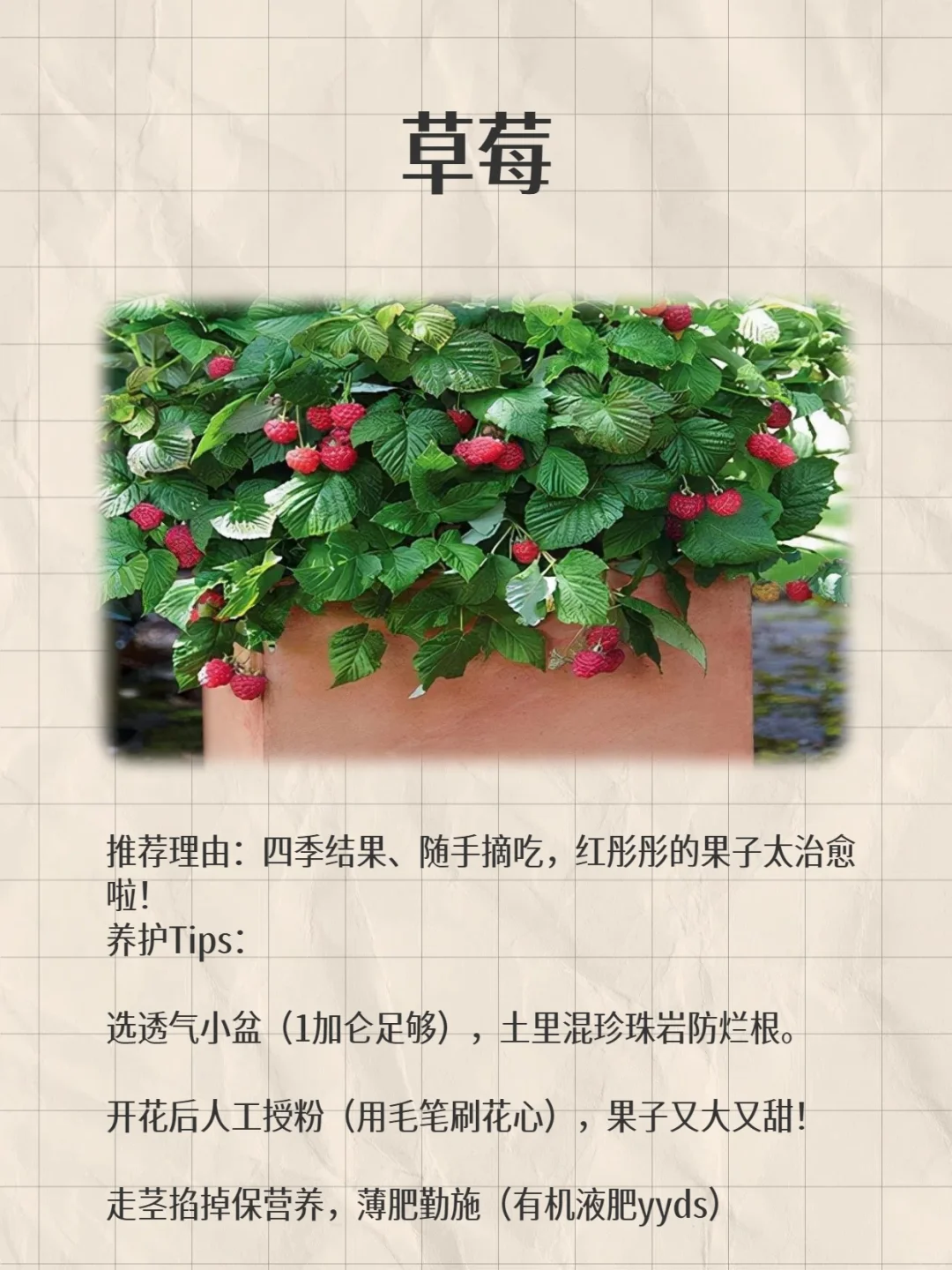 阳台变身小果园!款超适合阳台党的小众水果