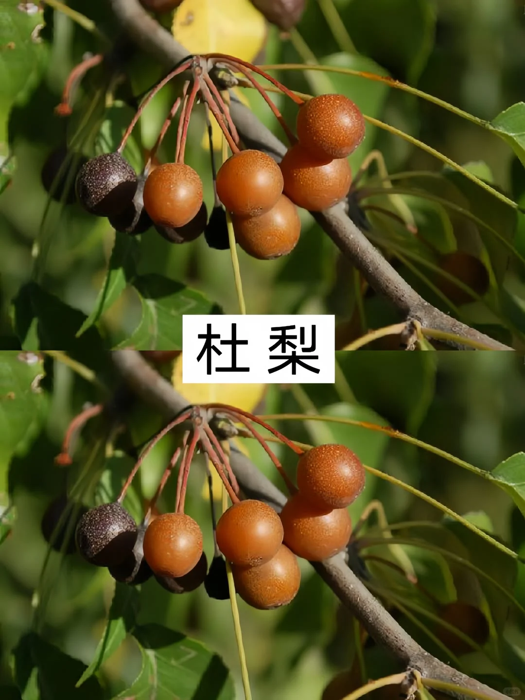 农村常见的十种水果，你不可能全部认识