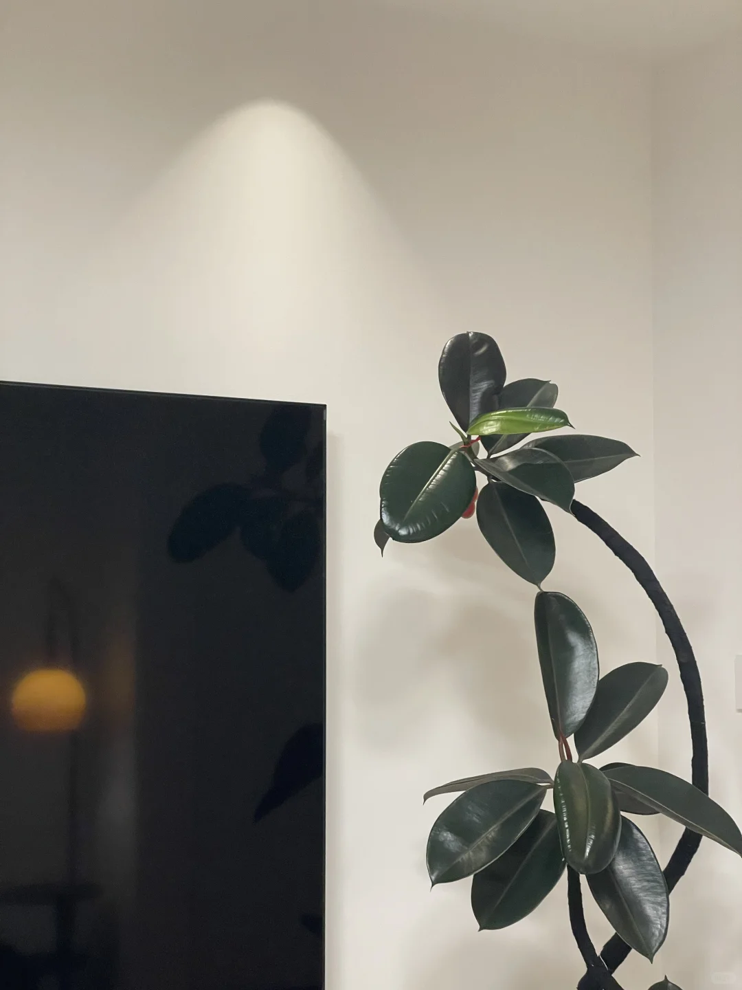 ?抄作业成功！网购绿植从未失手