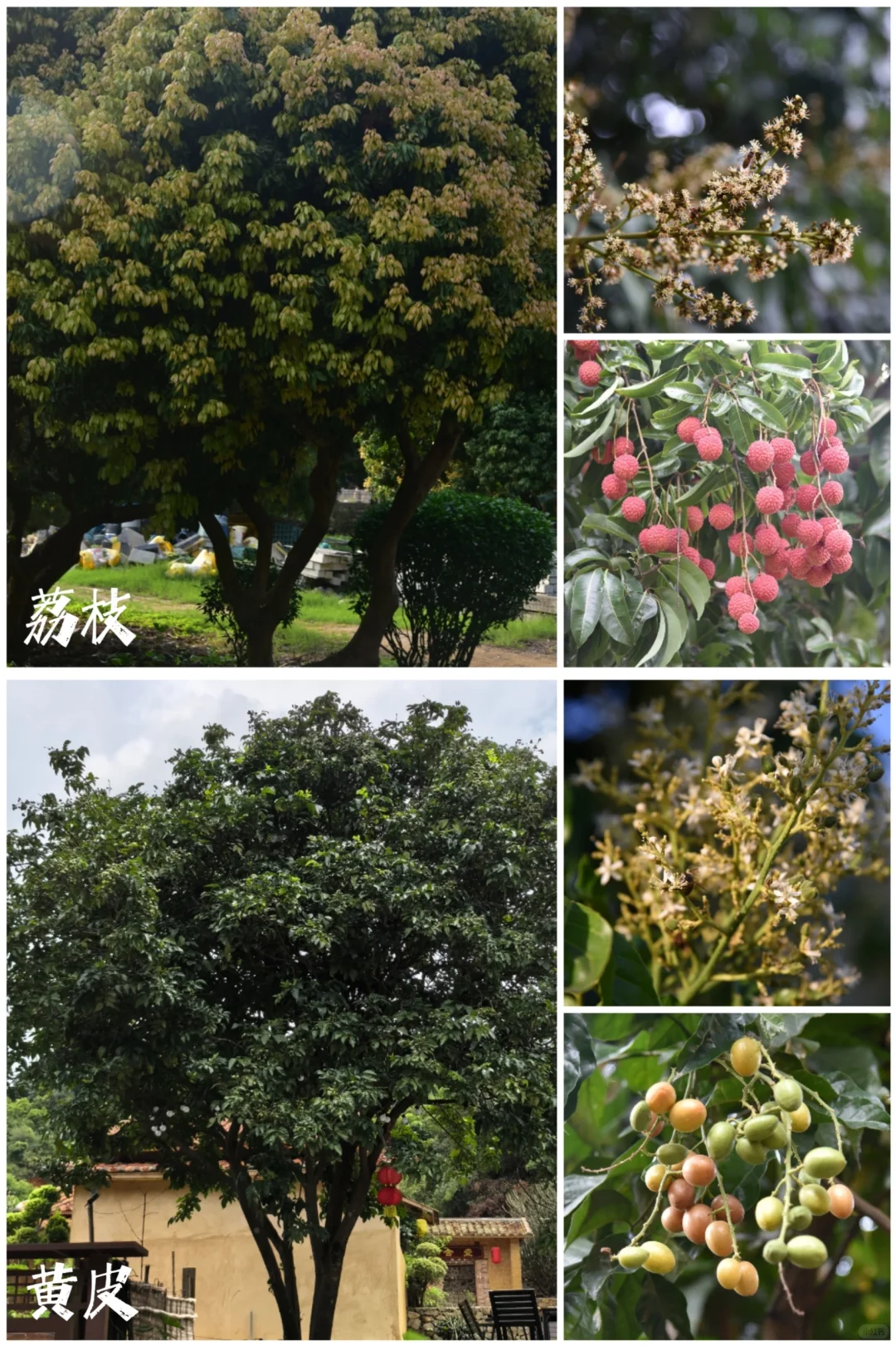 27种|岭南常见水果长成记