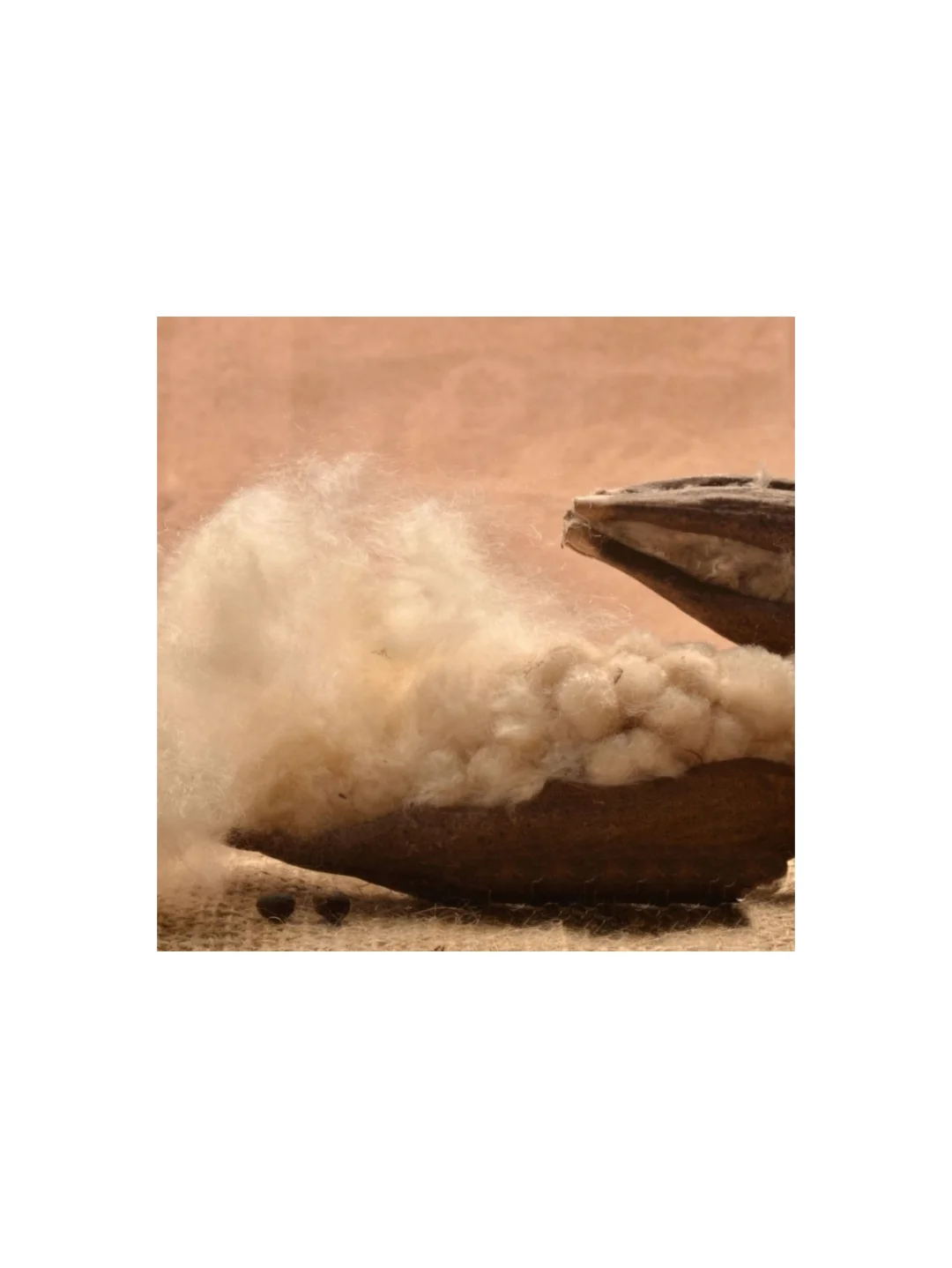 再生小课堂|长在树上的羊绒·木棉纤维