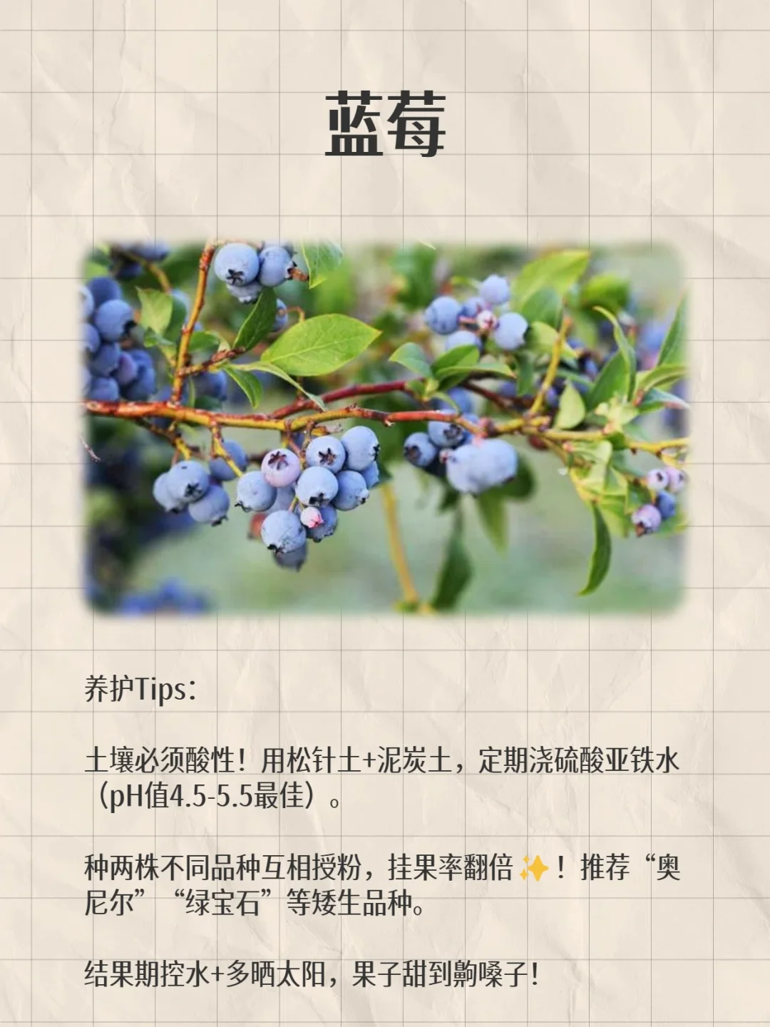 阳台变身小果园!款超适合阳台党的小众水果