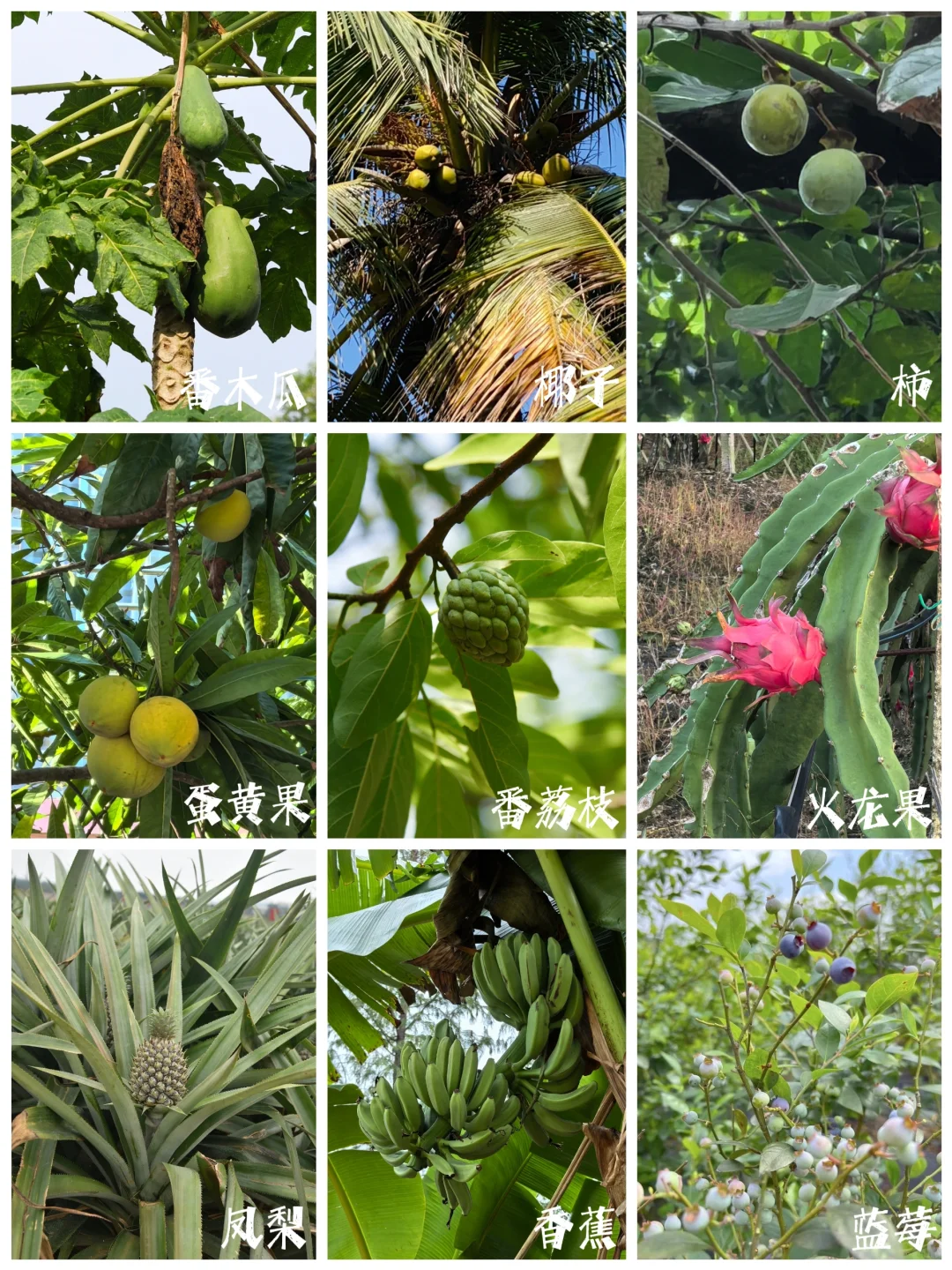 27种|岭南常见水果长成记