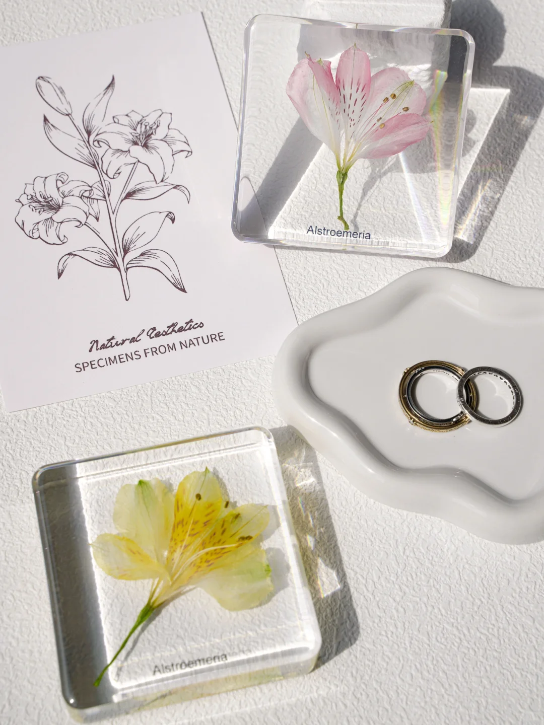 ✨超详细！水仙百合树脂标本制作记录