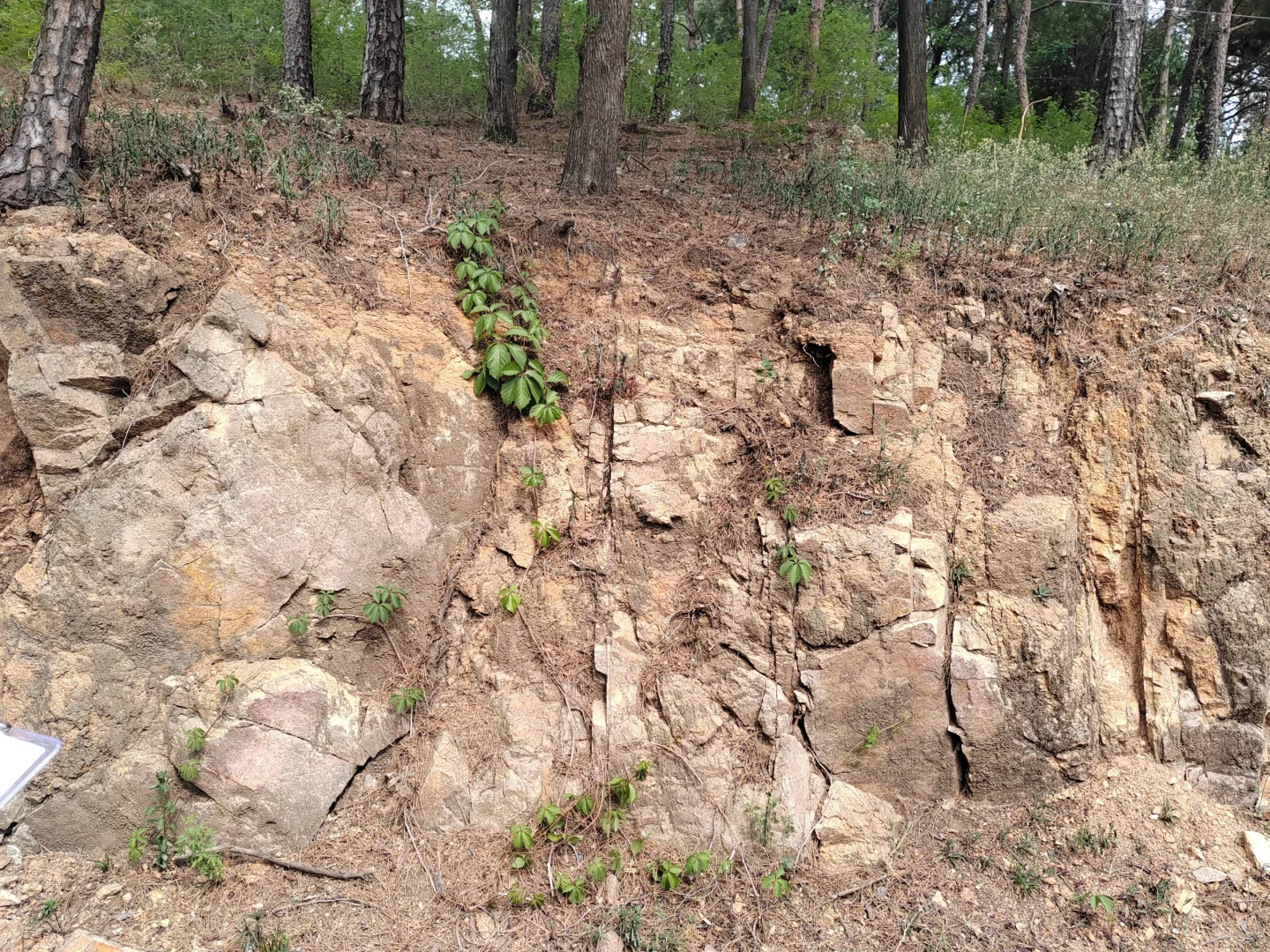 求助！土壤剖面