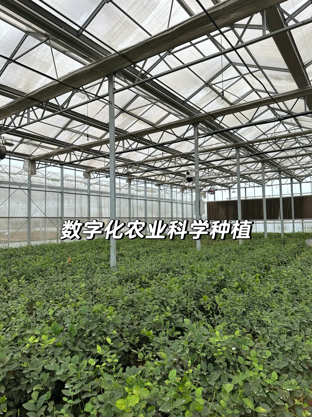 上春山，品第一口茉莉鲜?